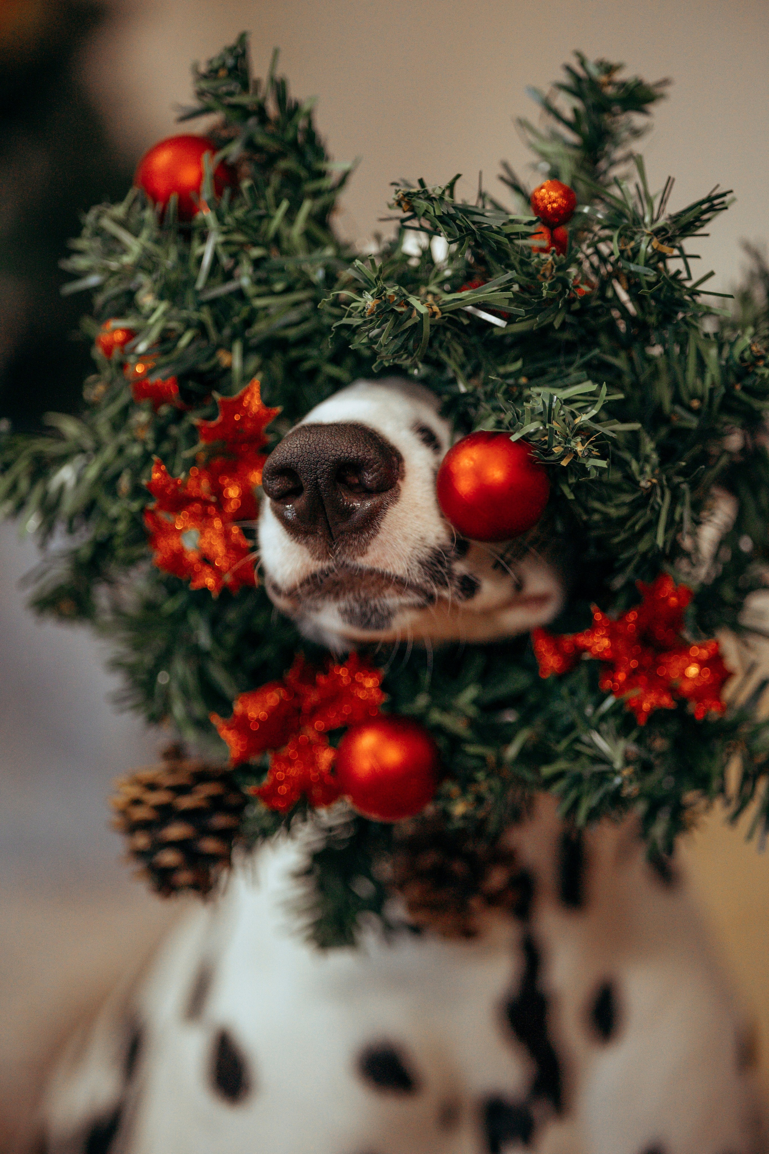Новогодняя съемка с собакой. Анастасия Белаш