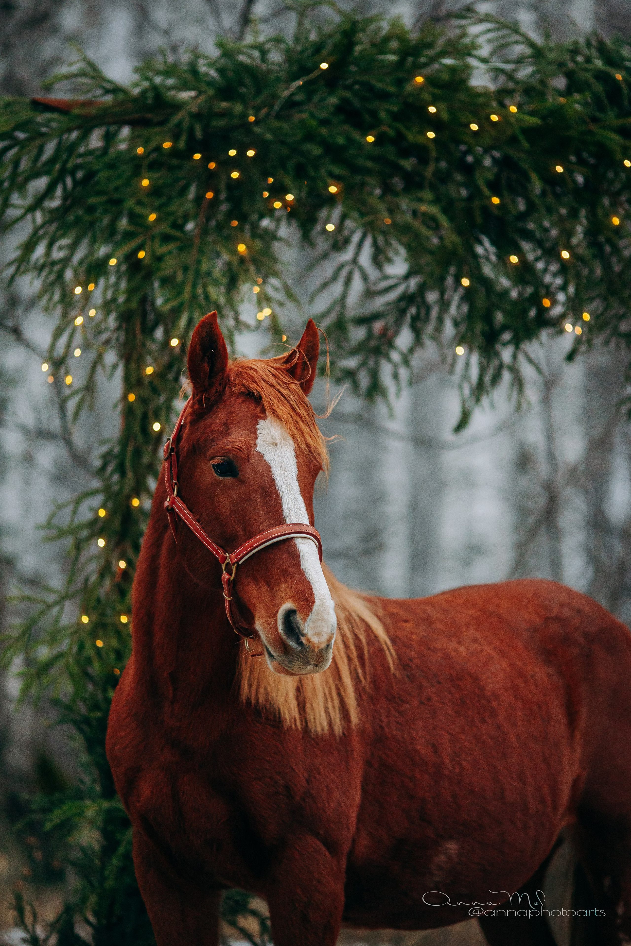 Тариф Новогодний 2025-2026. Анна Молчанова конный фотограф в Тюмени | фотосессии с лошадьми Тюмень