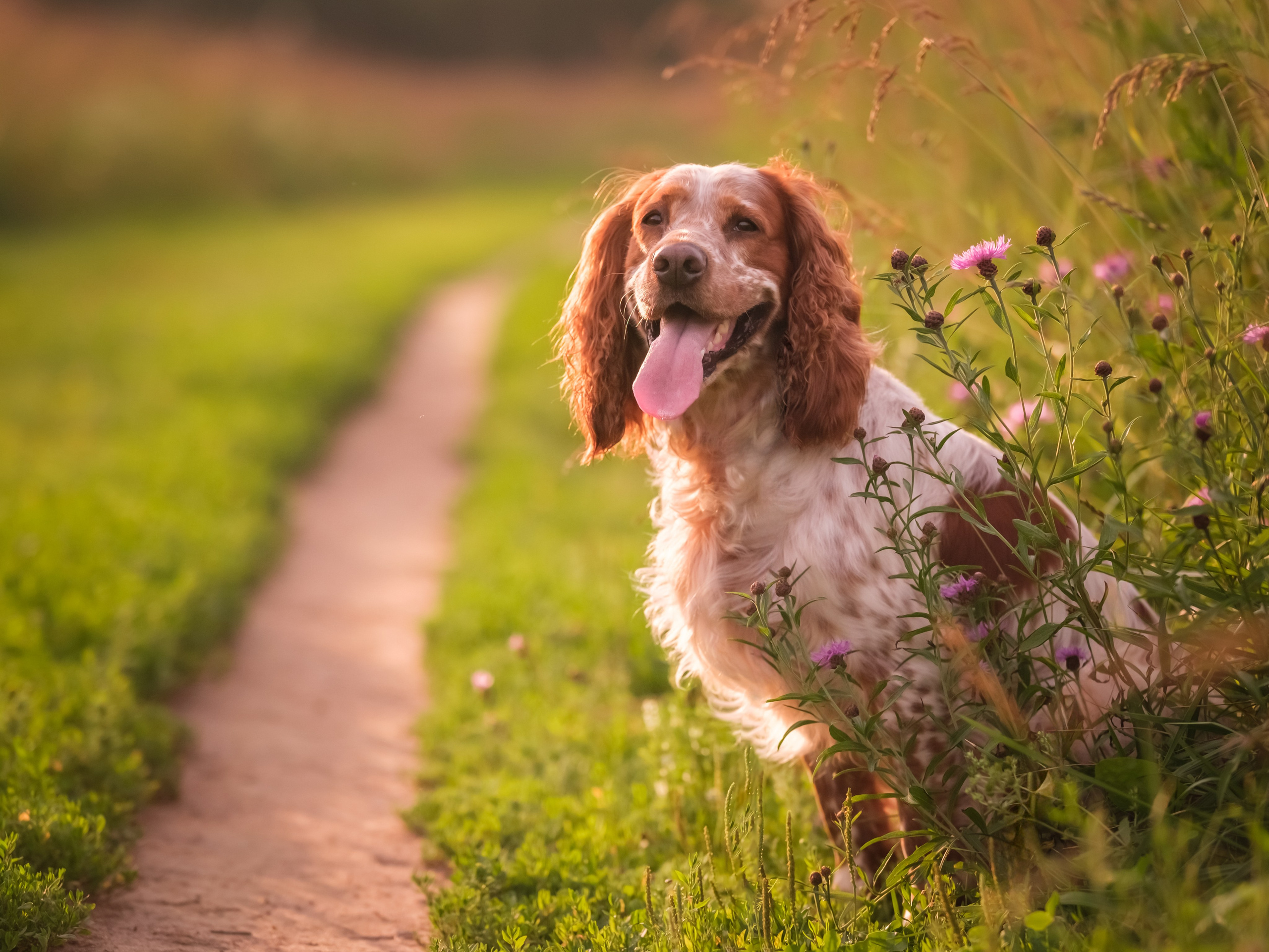 Спаниель Джет!