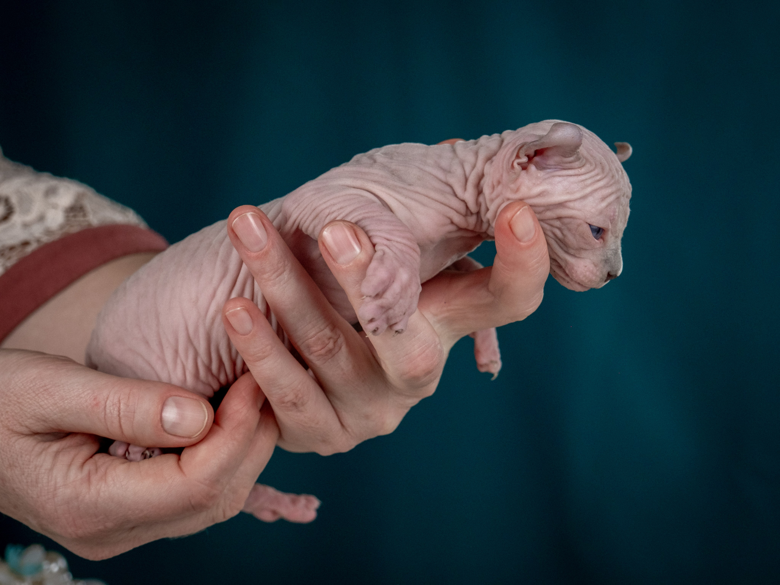 Невероятные сфинксы и эльфы для Ланы!. Зоофотограф, фотограф животных в Москве и области Дина Дамоцева