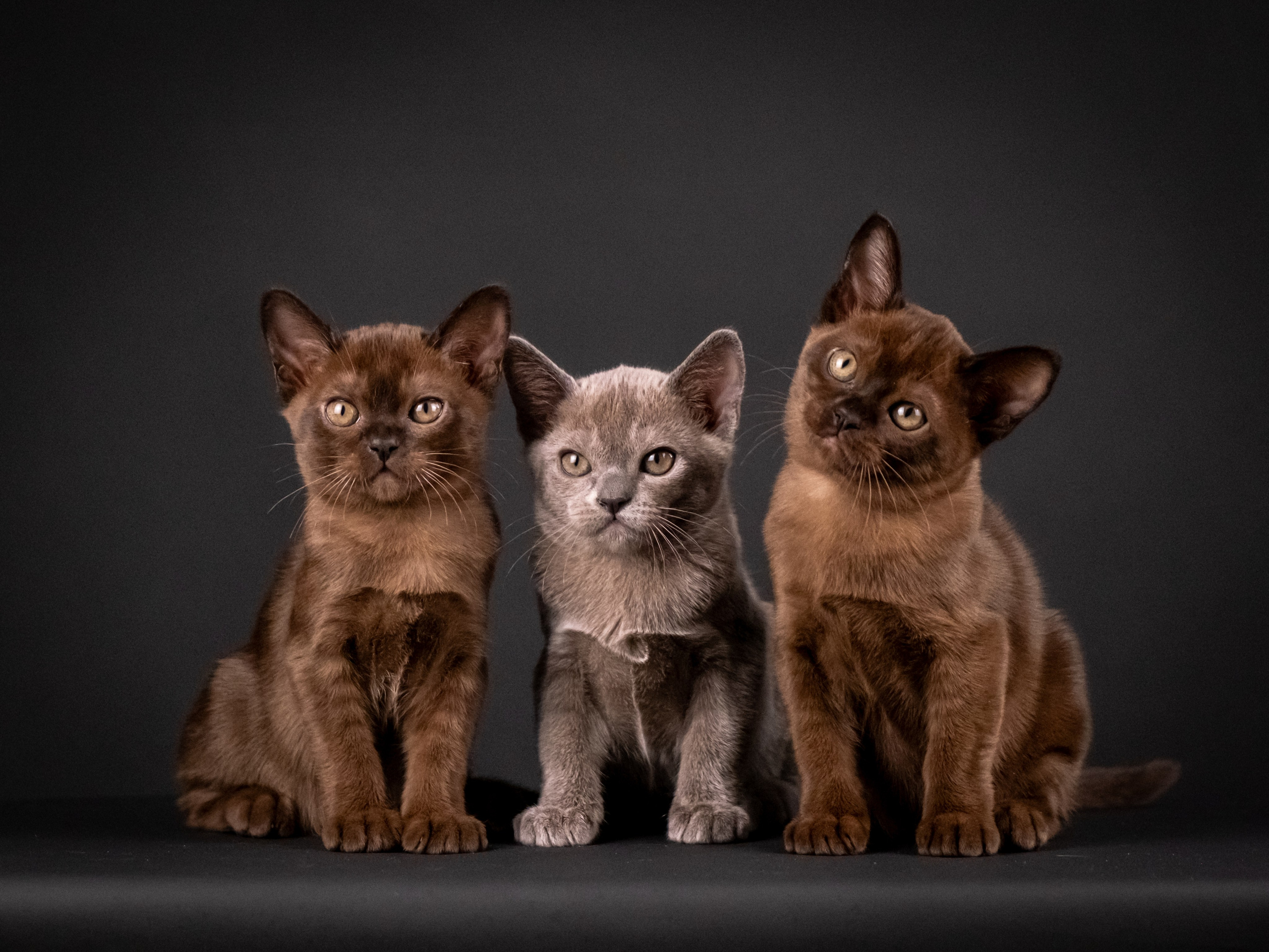 Бурмятки для Елены). Зоофотограф, фотограф животных в Москве и области Дина Дамоцева
