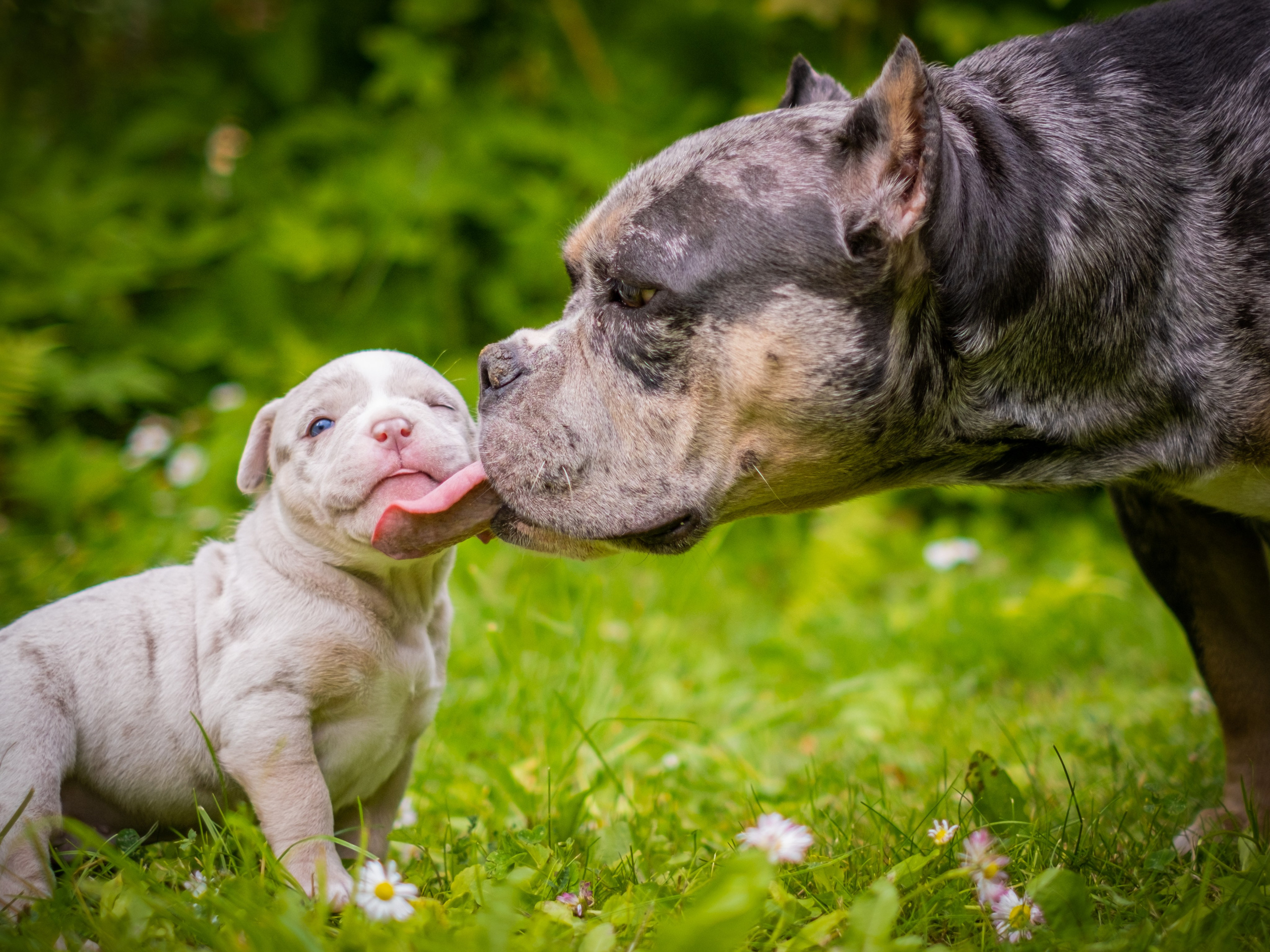Американские булли для Ирины.