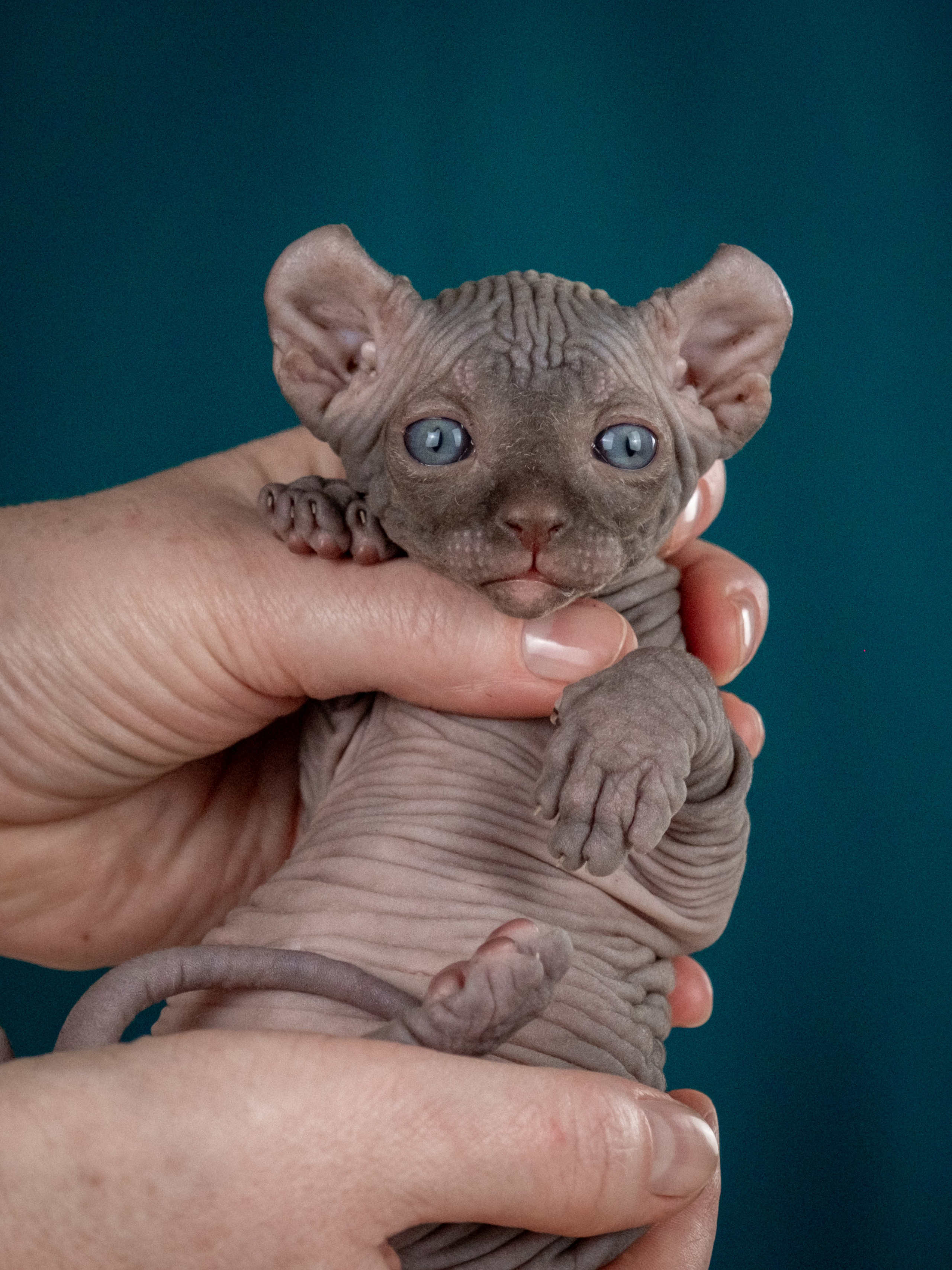 Невероятные сфинксы и эльфы для Ланы!. Зоофотограф, фотограф животных в Москве и области Дина Дамоцева