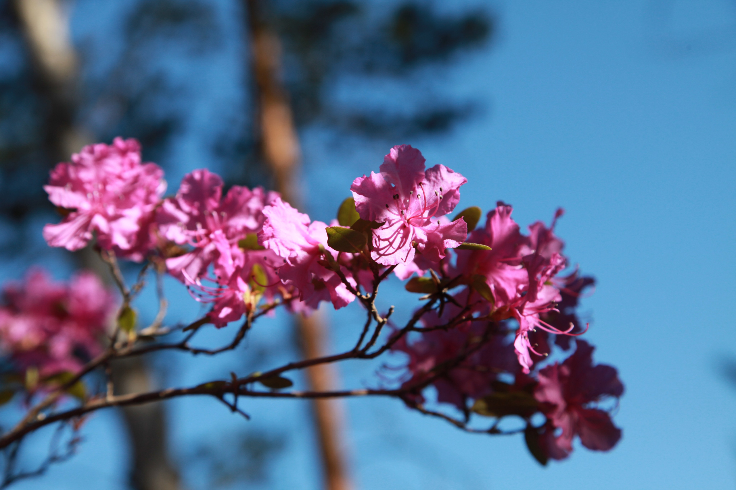 Фото Природы Забайкалья. Студия Максима Белослюдцева