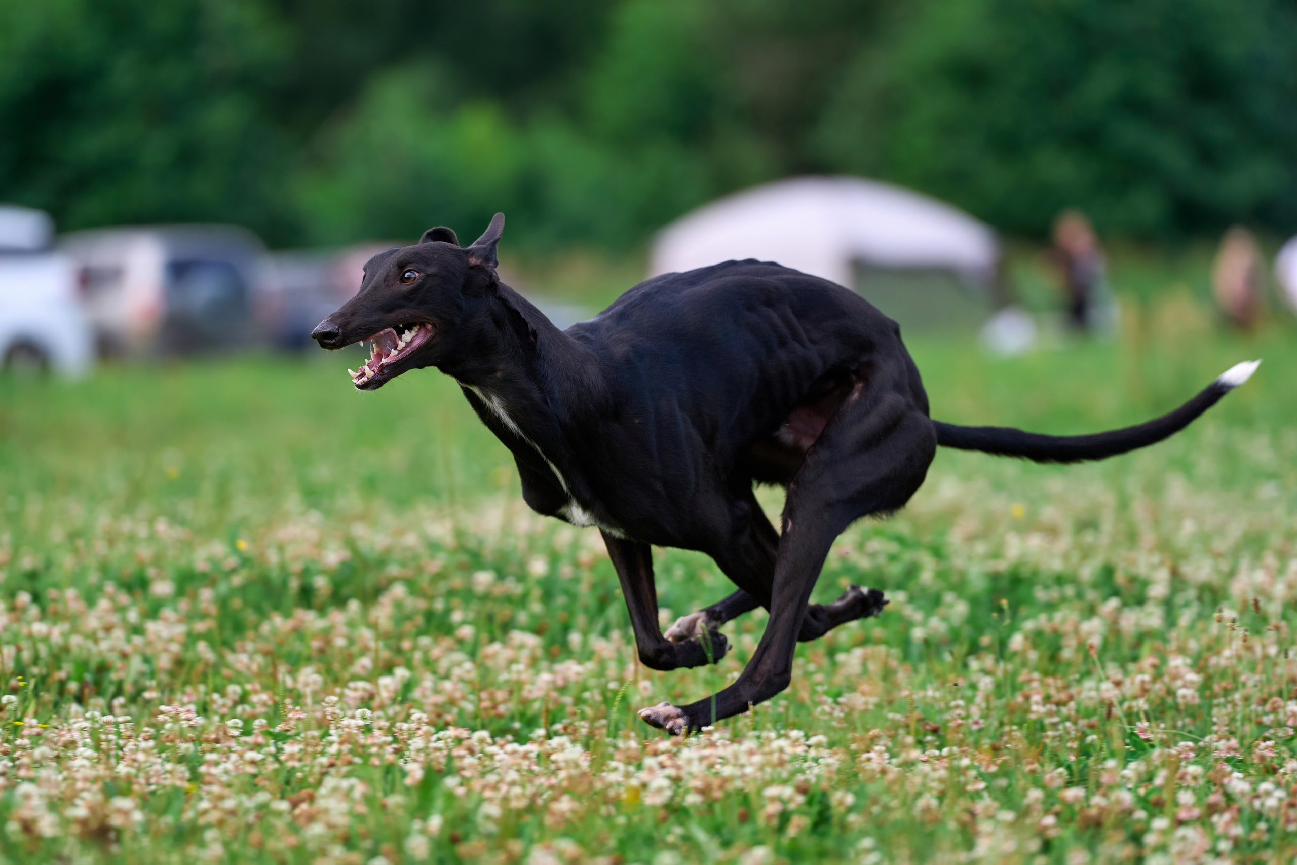 Тренировка по курсингу в Донино. Фотограф-анималист Михаил Манухин