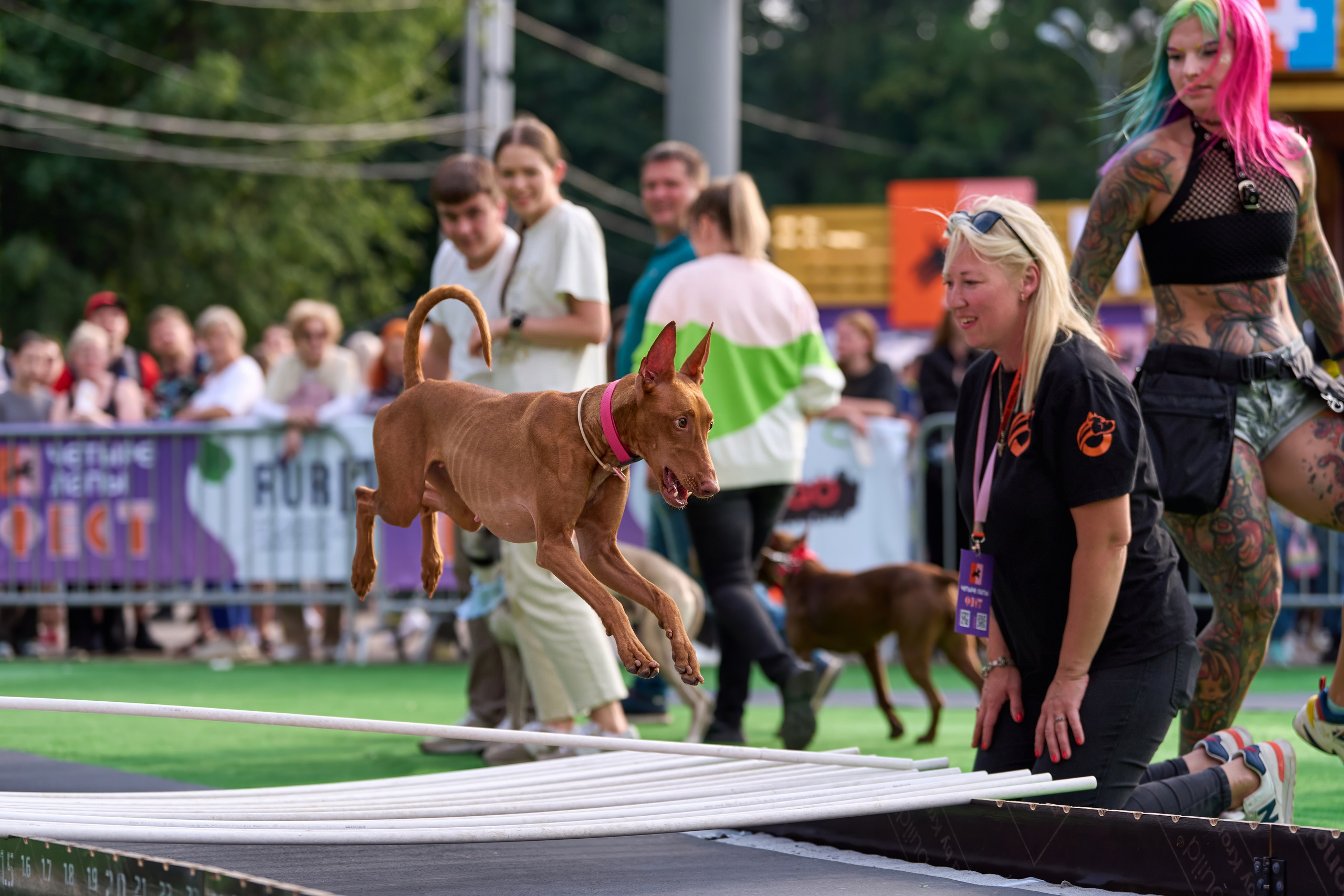 4 лапы Фест. Многоборье. Фотограф-анималист Михаил Манухин