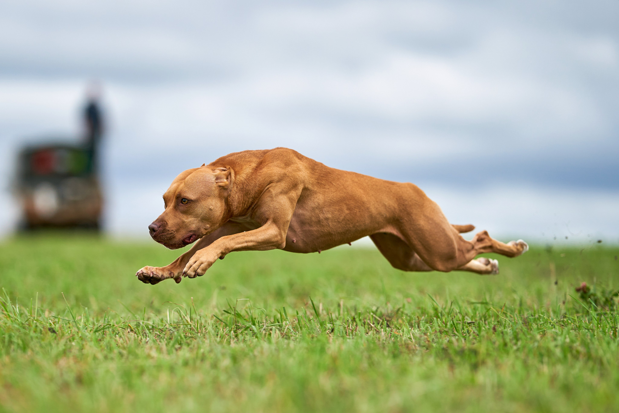 Репортажная съемка. Фотограф-анималист Михаил Манухин