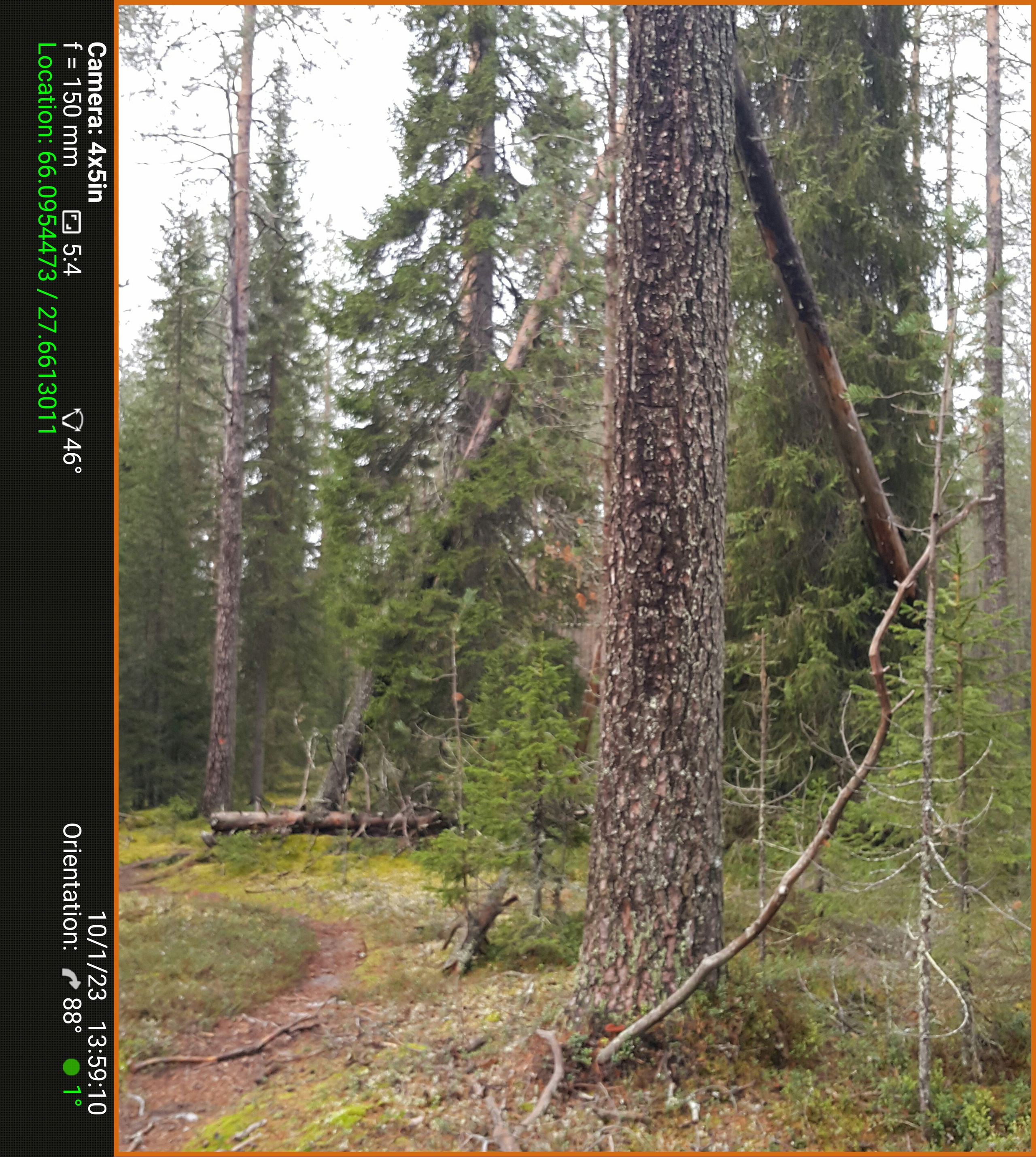 Березовый пруд. Северные Ночи