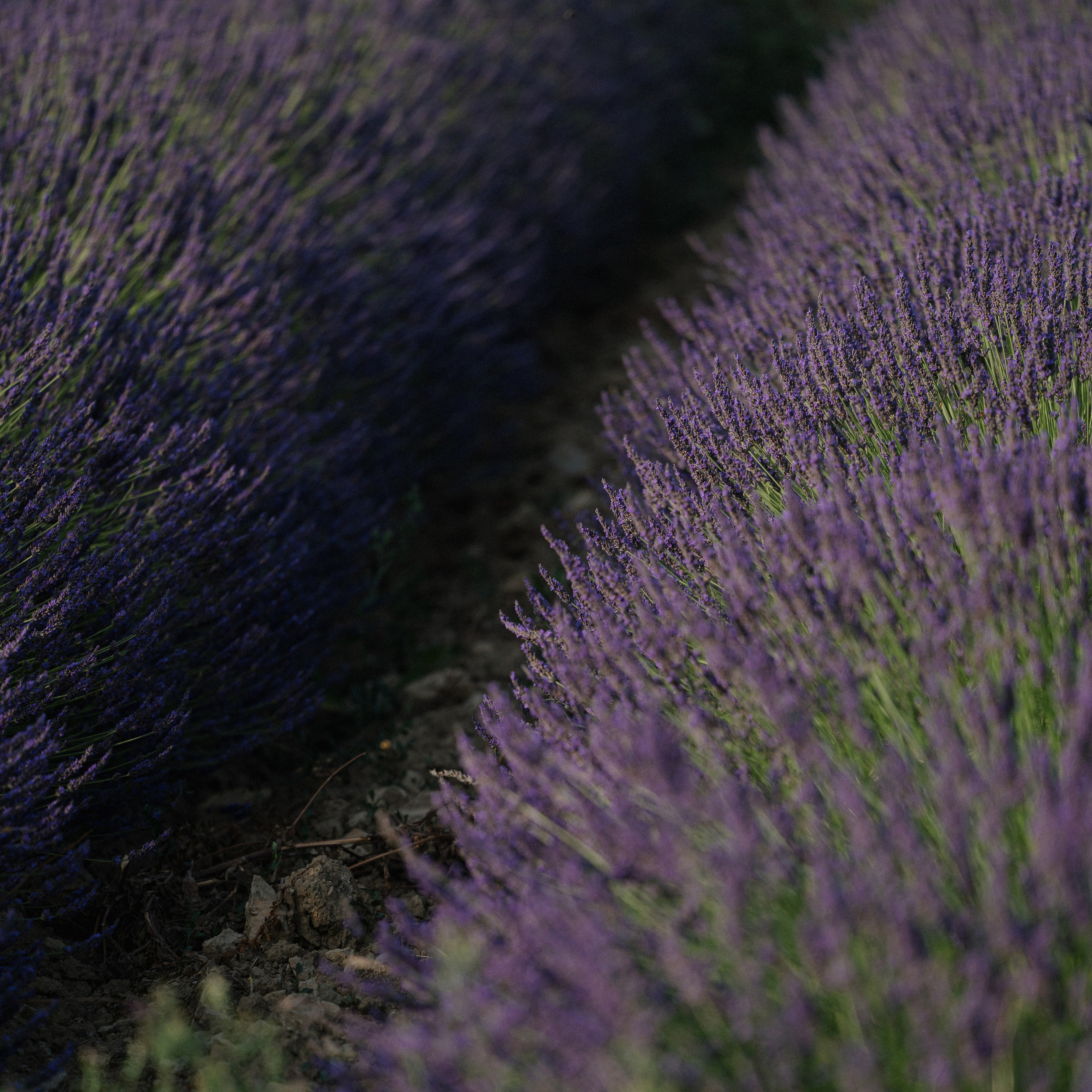 Anastasiya & Mathieu. Фотограф Томск, Новосибирск Влад Свириденко