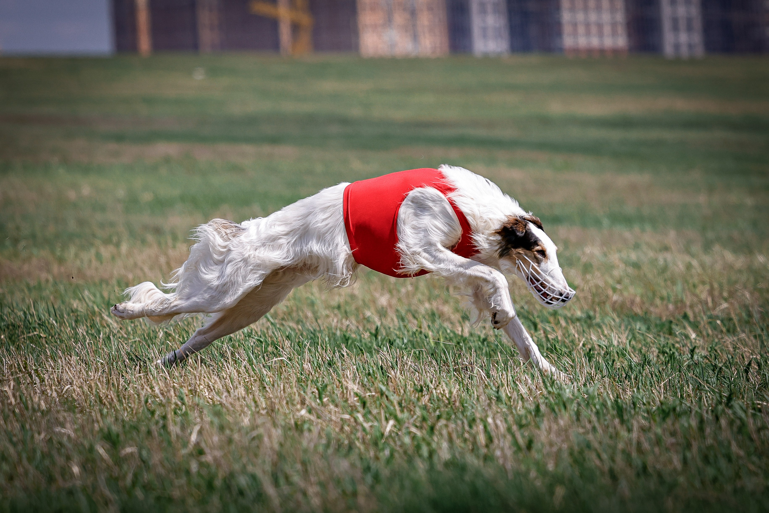Собаки. Антонина Савельева Фотограф Ставрополь