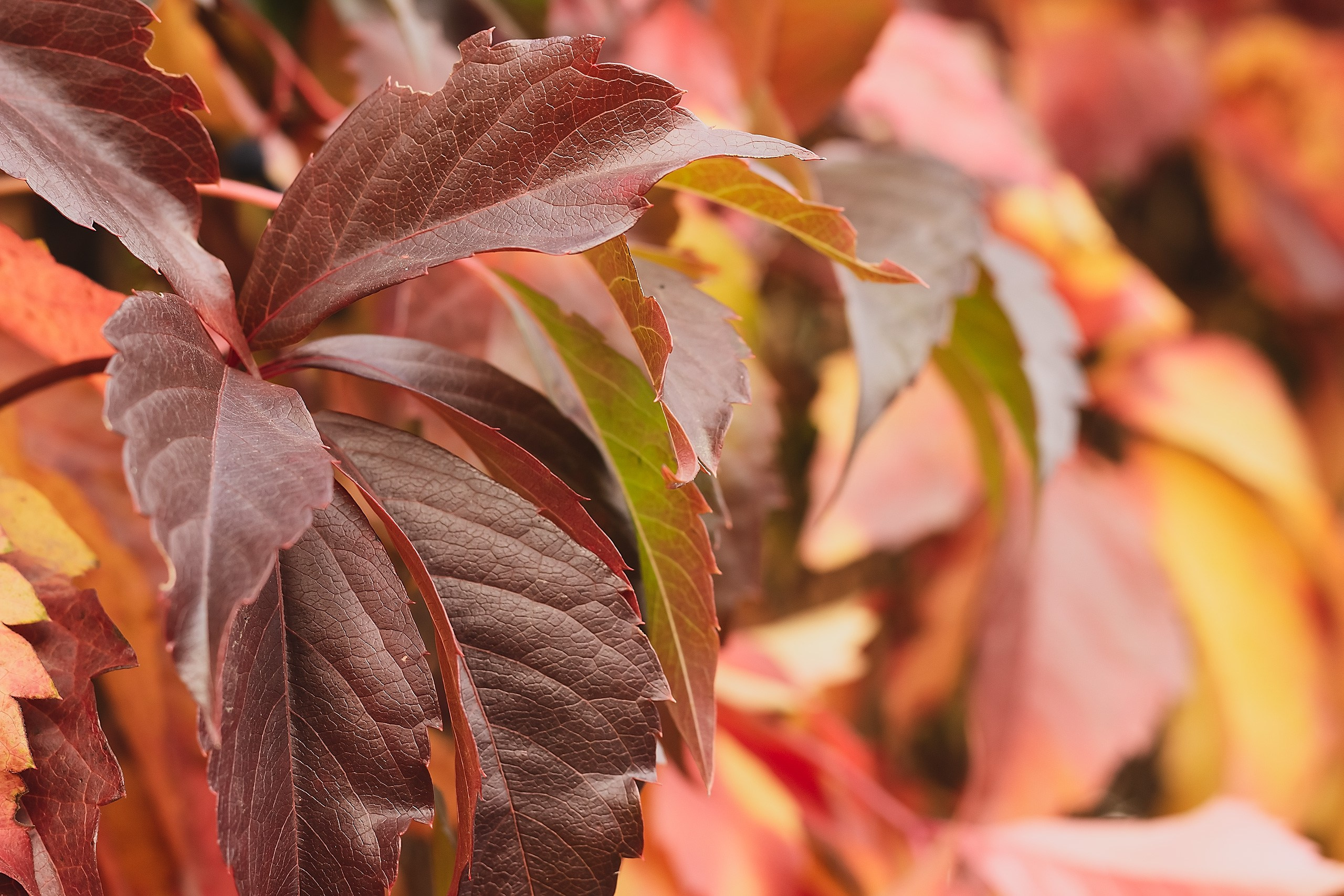 Великое в Малом. Аmat Victoria Сuram