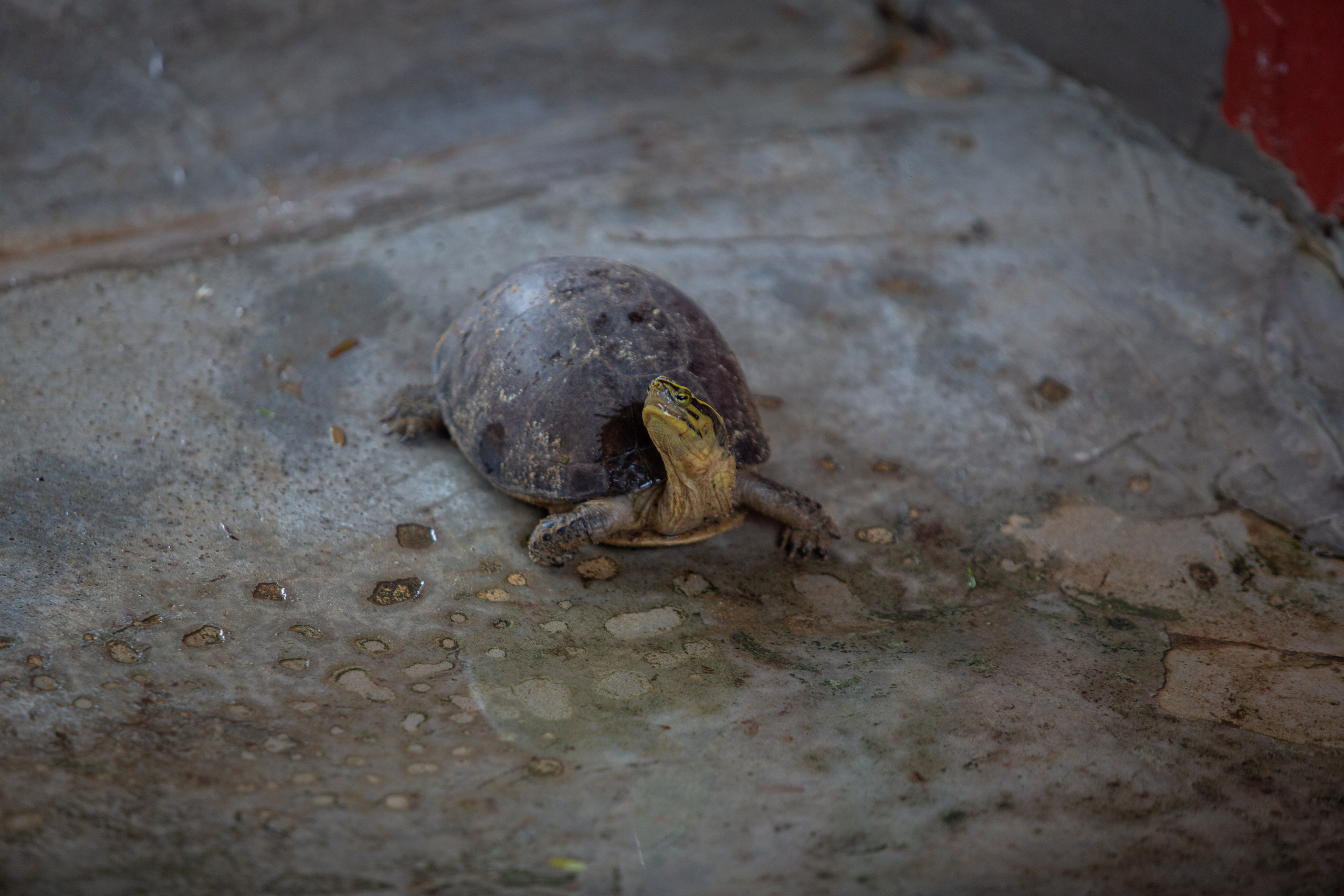 Samut Prakan Crocodile Farm & Zoo. Photographer Sonkina Tatiana (Tanya Ash)
