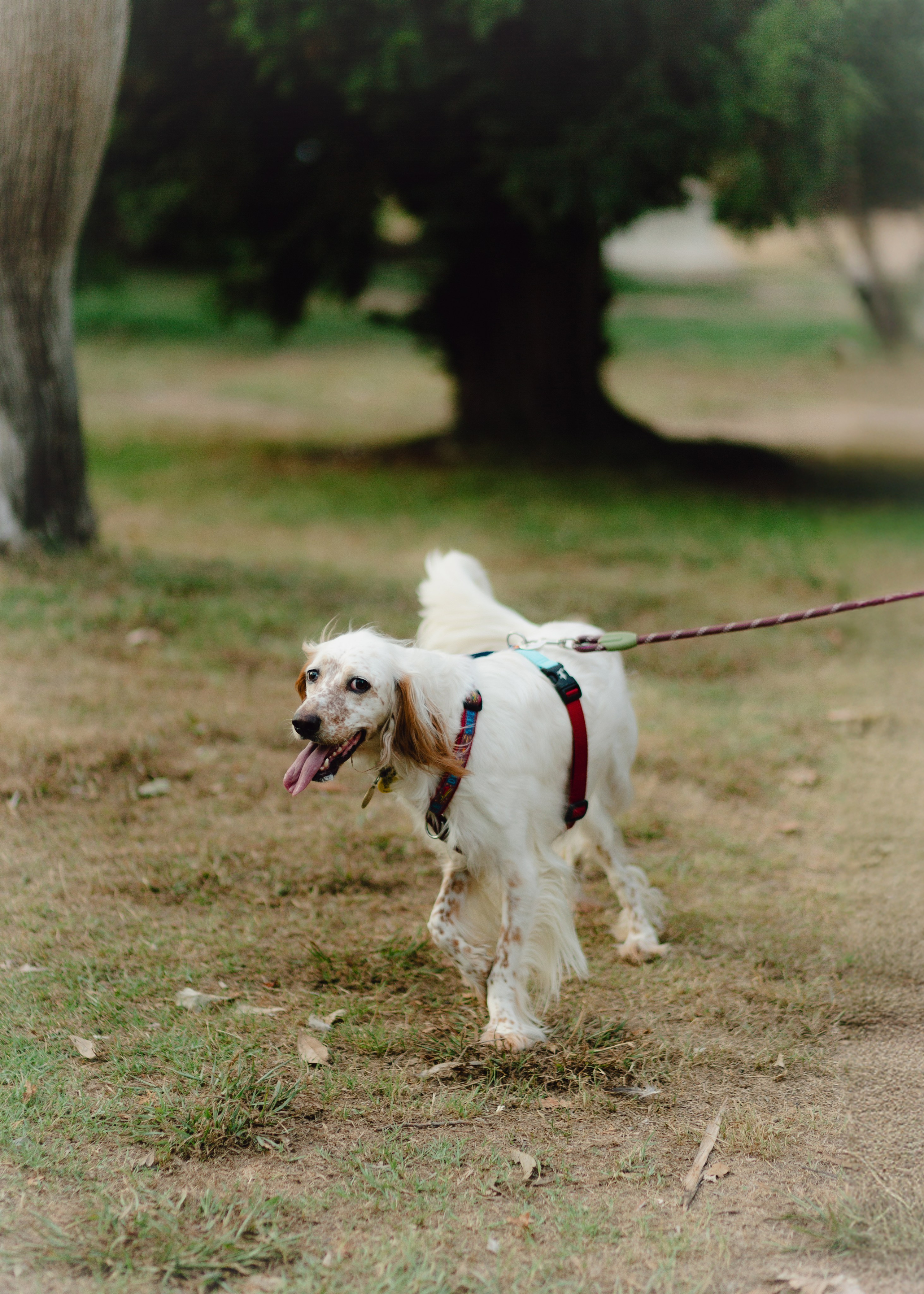 Pauline & Her Beloved Mañana. Barbara Isaeva