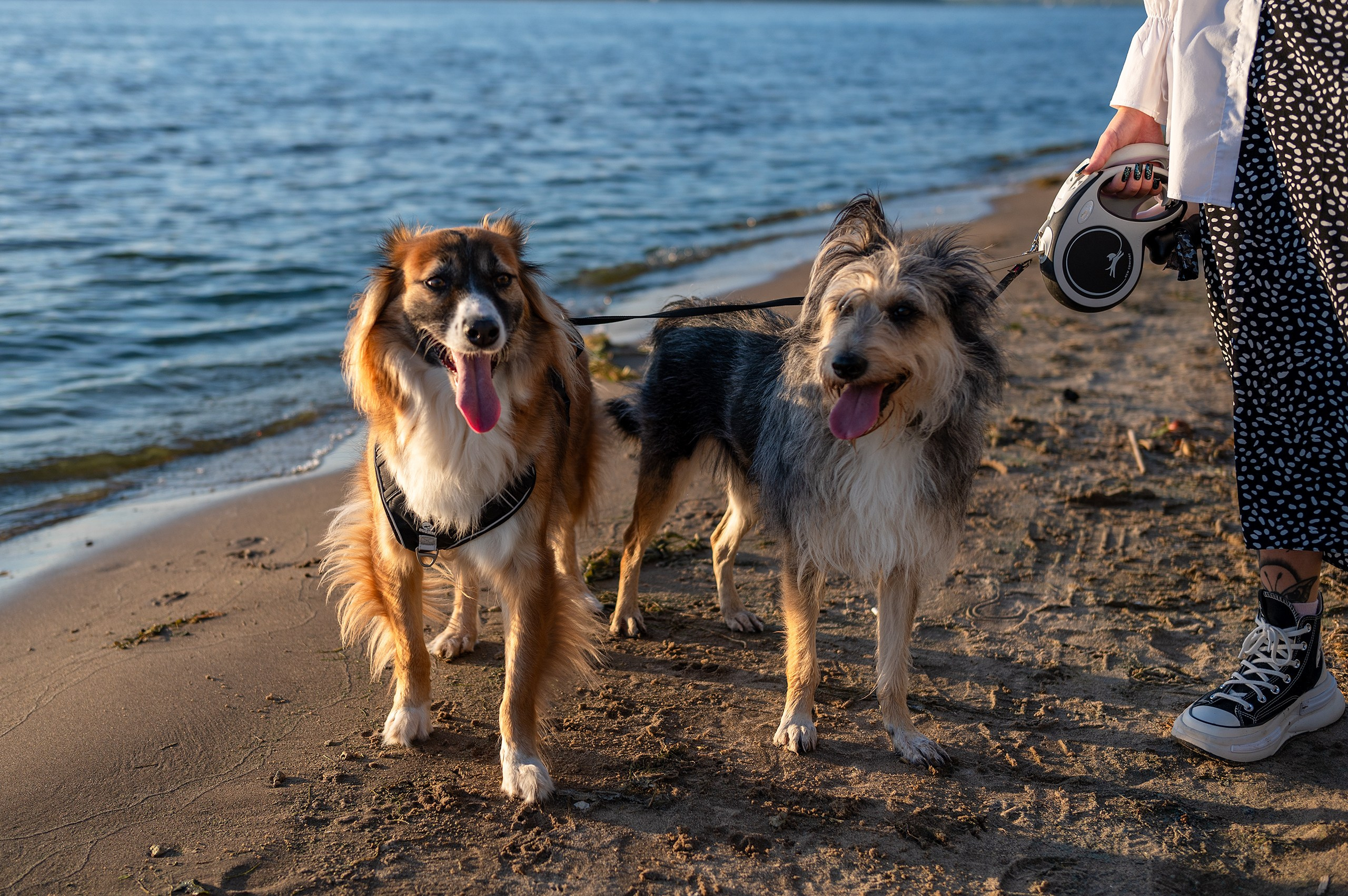 Лиза, Клопа и Хрюша. Главная