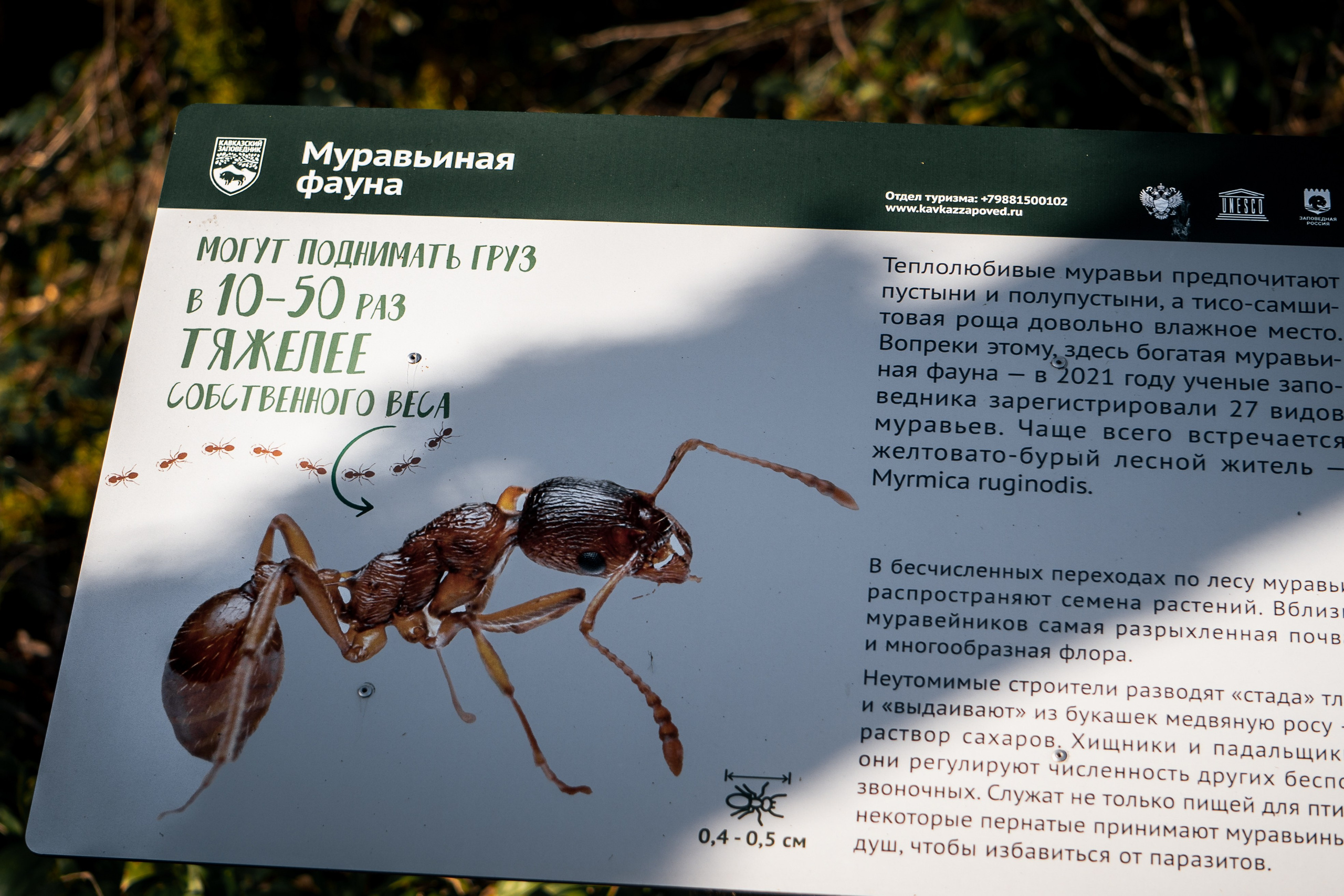 Тисо-самшитовая роща. Yaratezza production