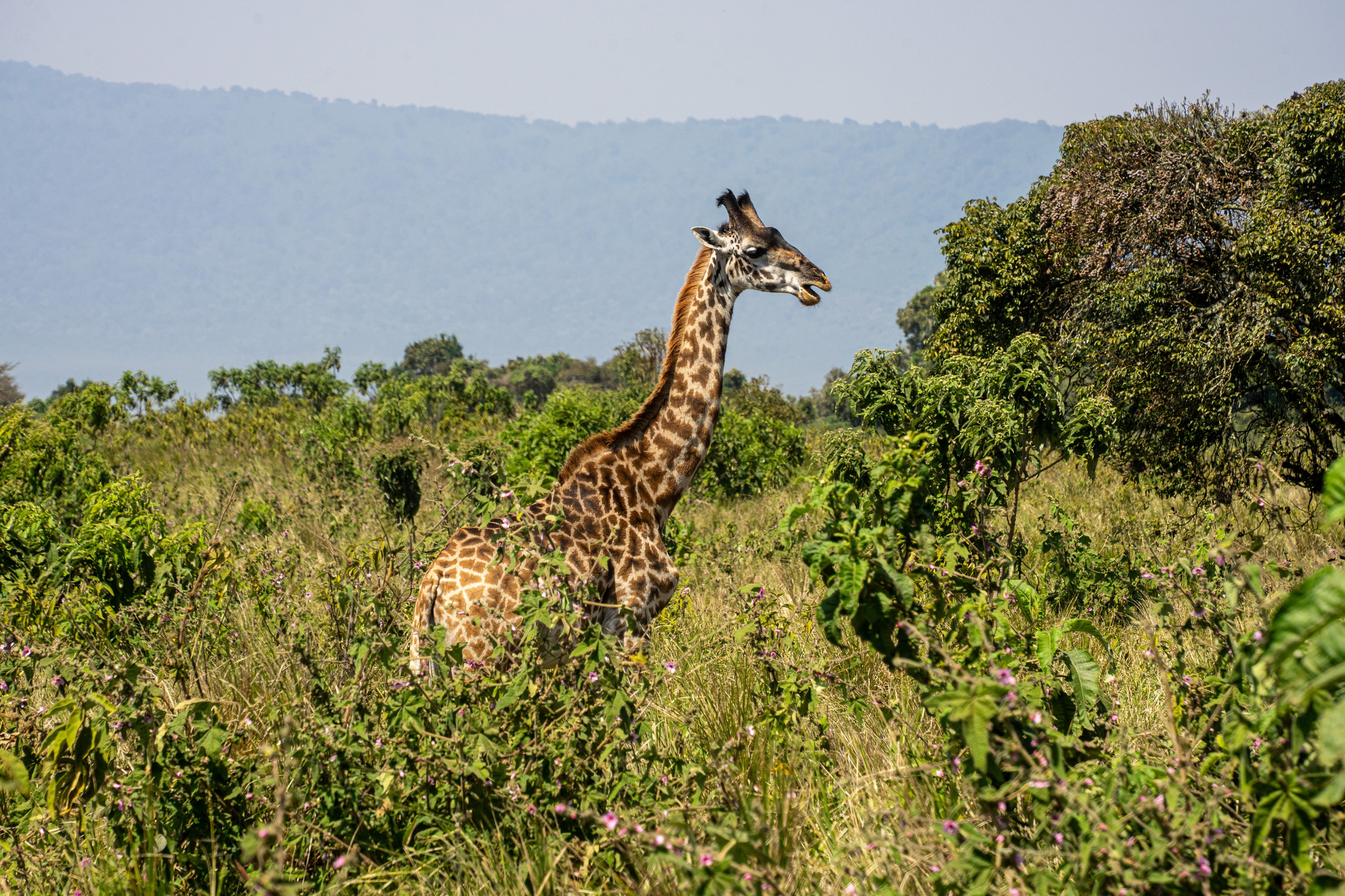 Танзания, сафари, 2025. Творческие сьемки