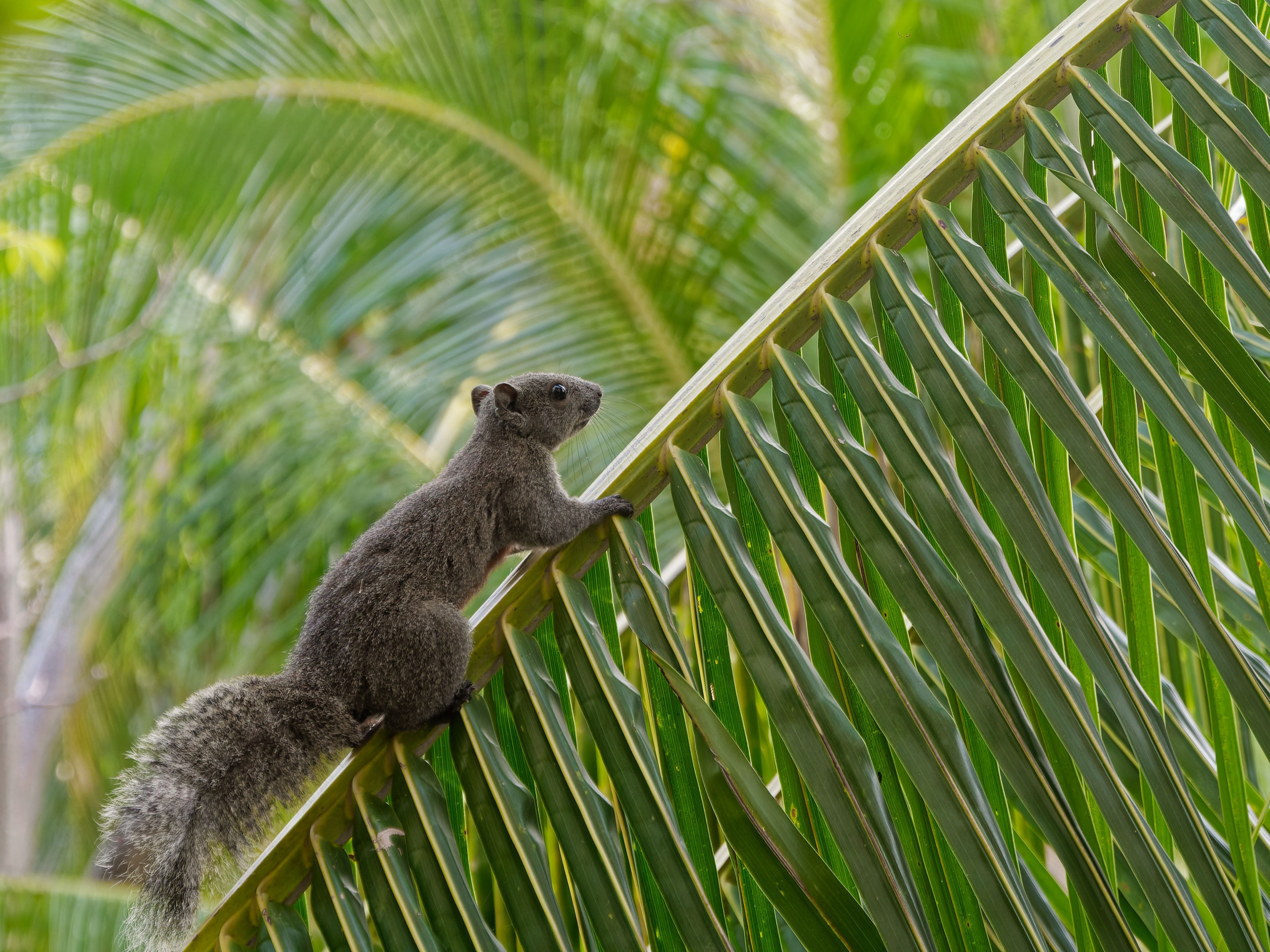 Хайнань 2026, отель «Stony Brook Villa Jianguo Resort Sanya 4*». Фотопрогулки по Миру