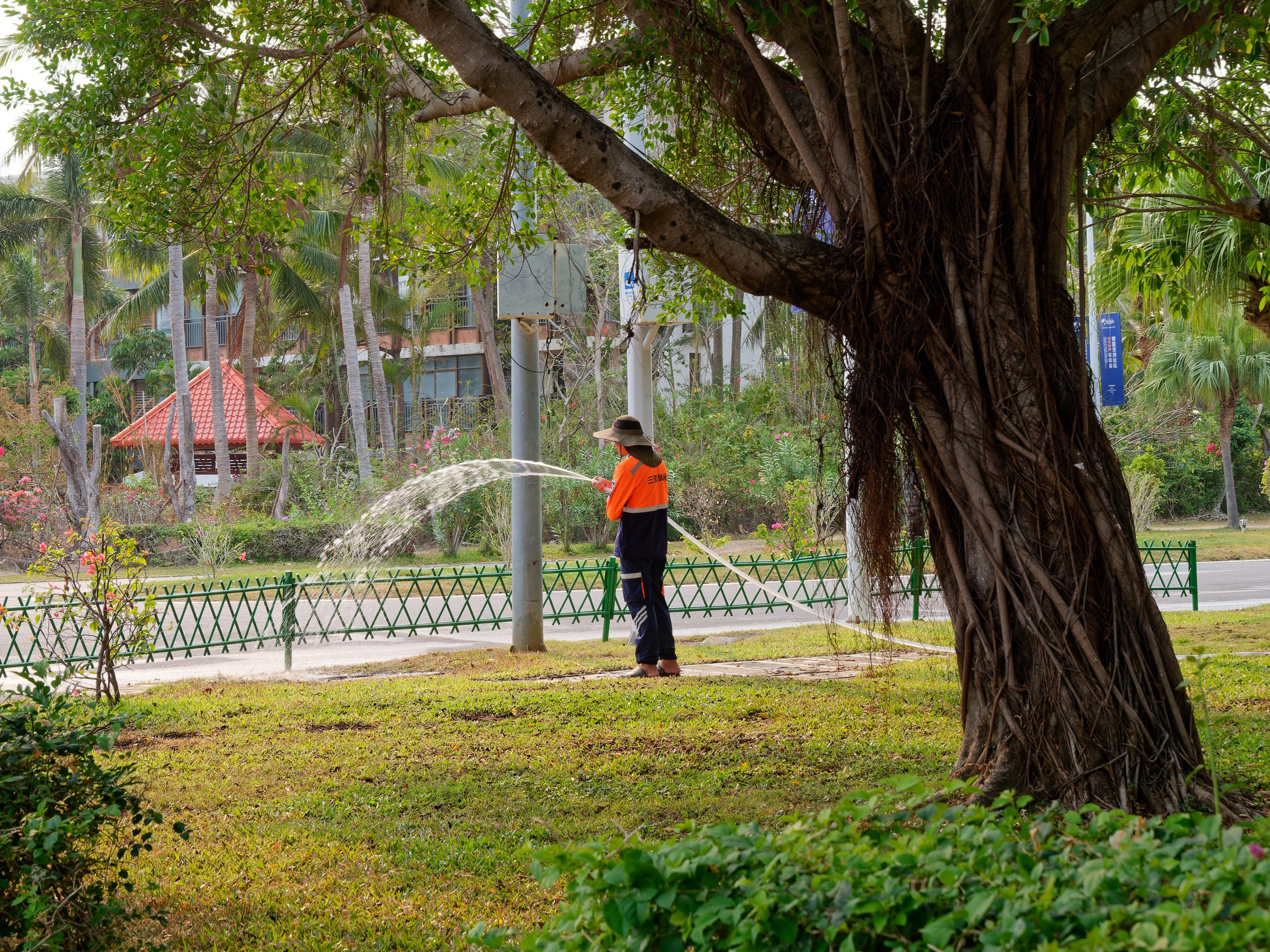 Хайнань 2026, флора, цветы и деревья. Фотопрогулки по Миру