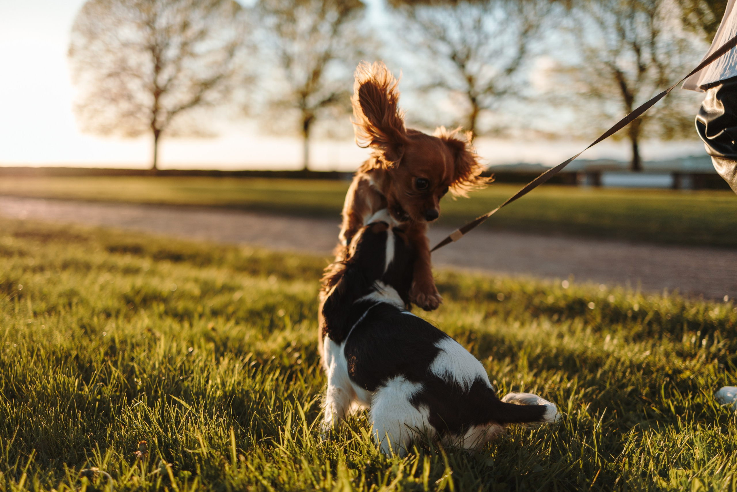 Аня, Стеша и Степан. Фотограф — Анималист | Санкт-Петербург