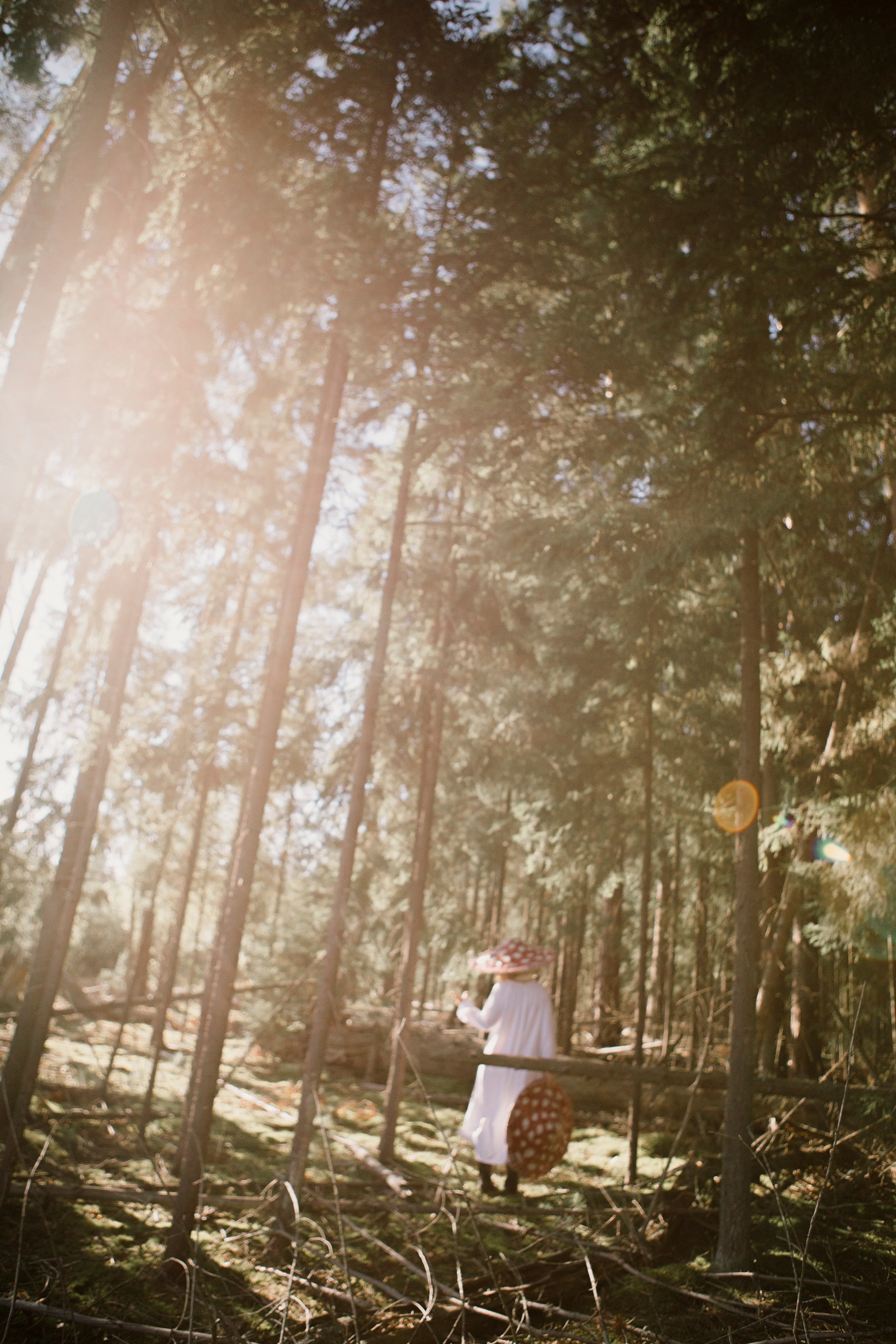 Грибы. Ольга Пилант. АРТ, бэкстейдж, свадебная и семейная фотография, городской портрет, интерьерная фотография