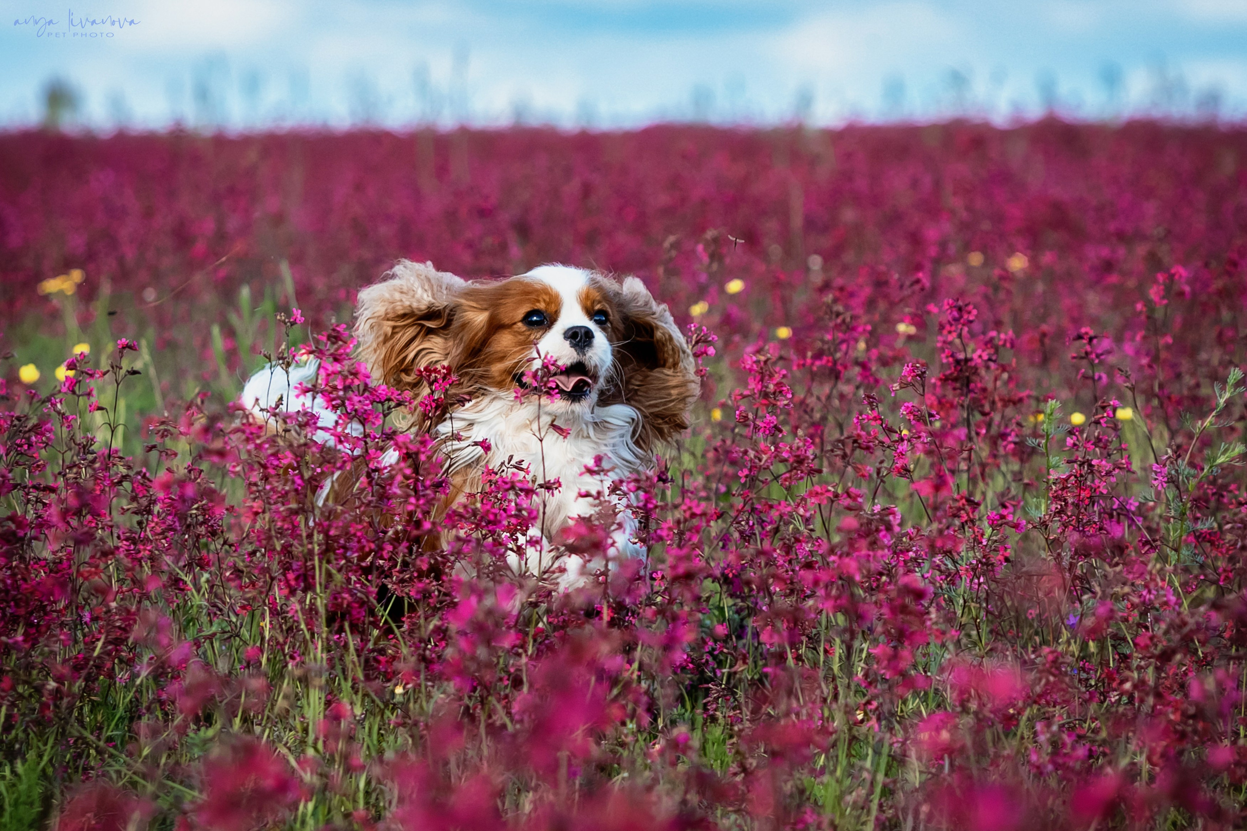 Смолка клейкая. Фотограф анималист Аня Ливанова | Рыбинск