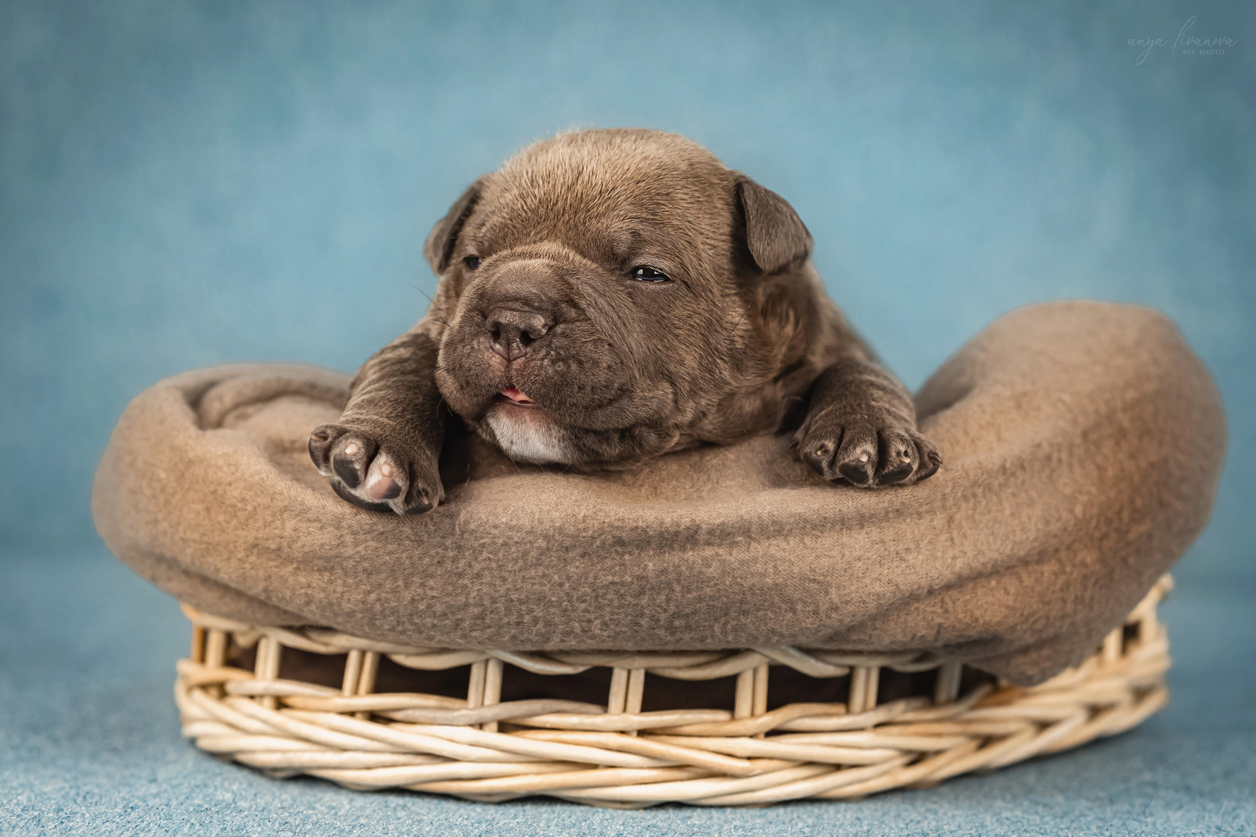 Амбулли. Фотограф анималист Аня Ливанова | Рыбинск