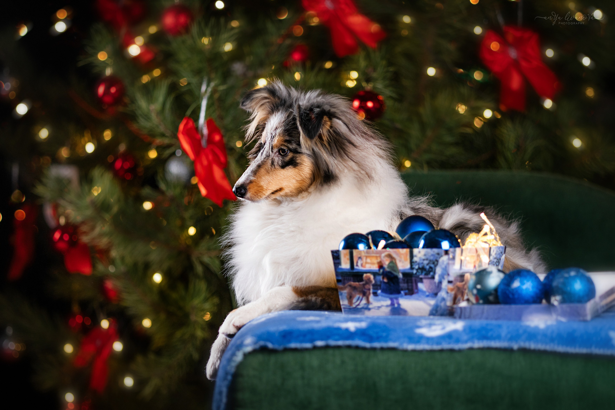 Новогодняя атмосфера в «Simply the Best». Фотограф анималист Аня Ливанова | Рыбинск