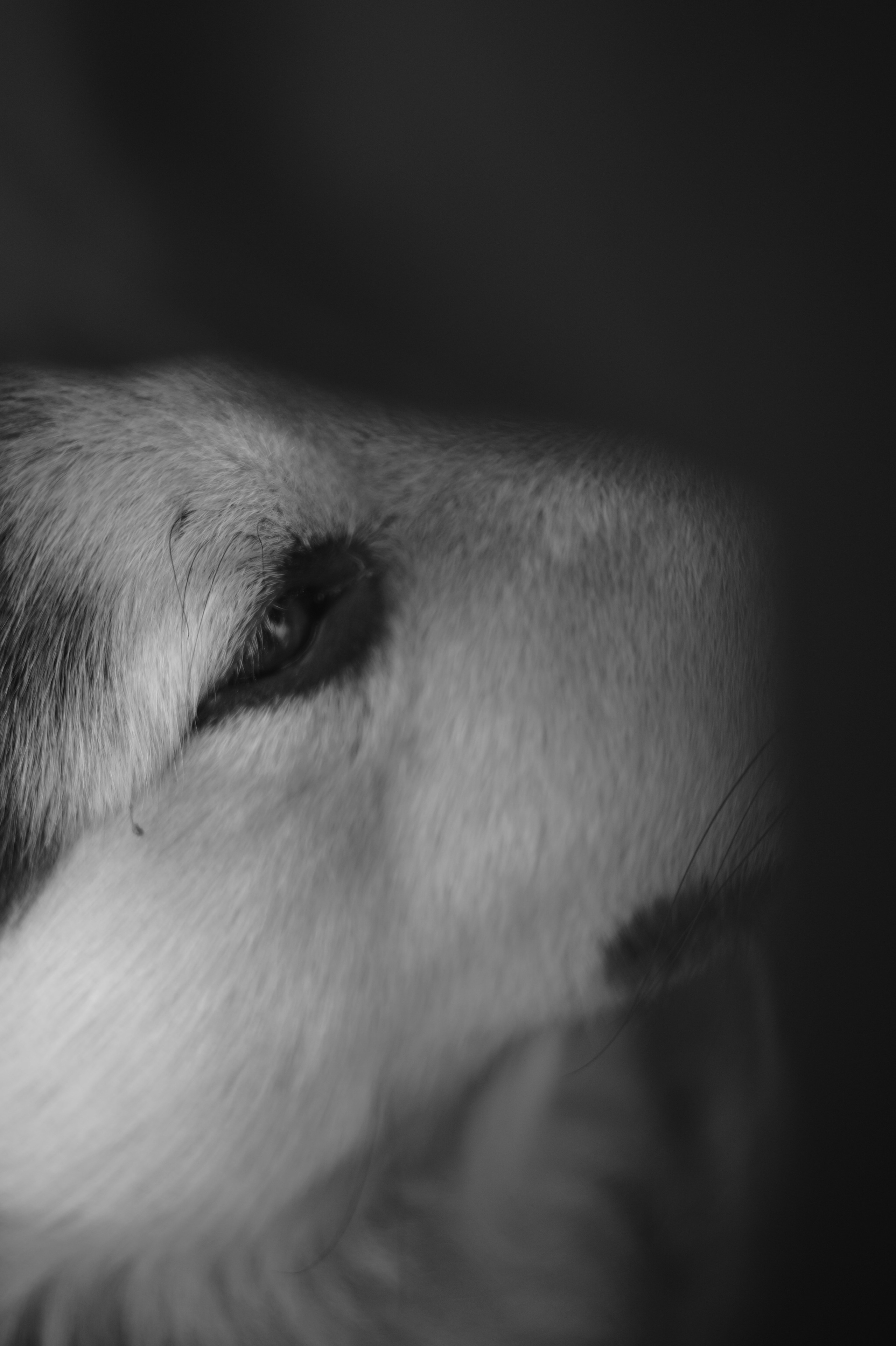 Dogs. Профессиональный фотограф