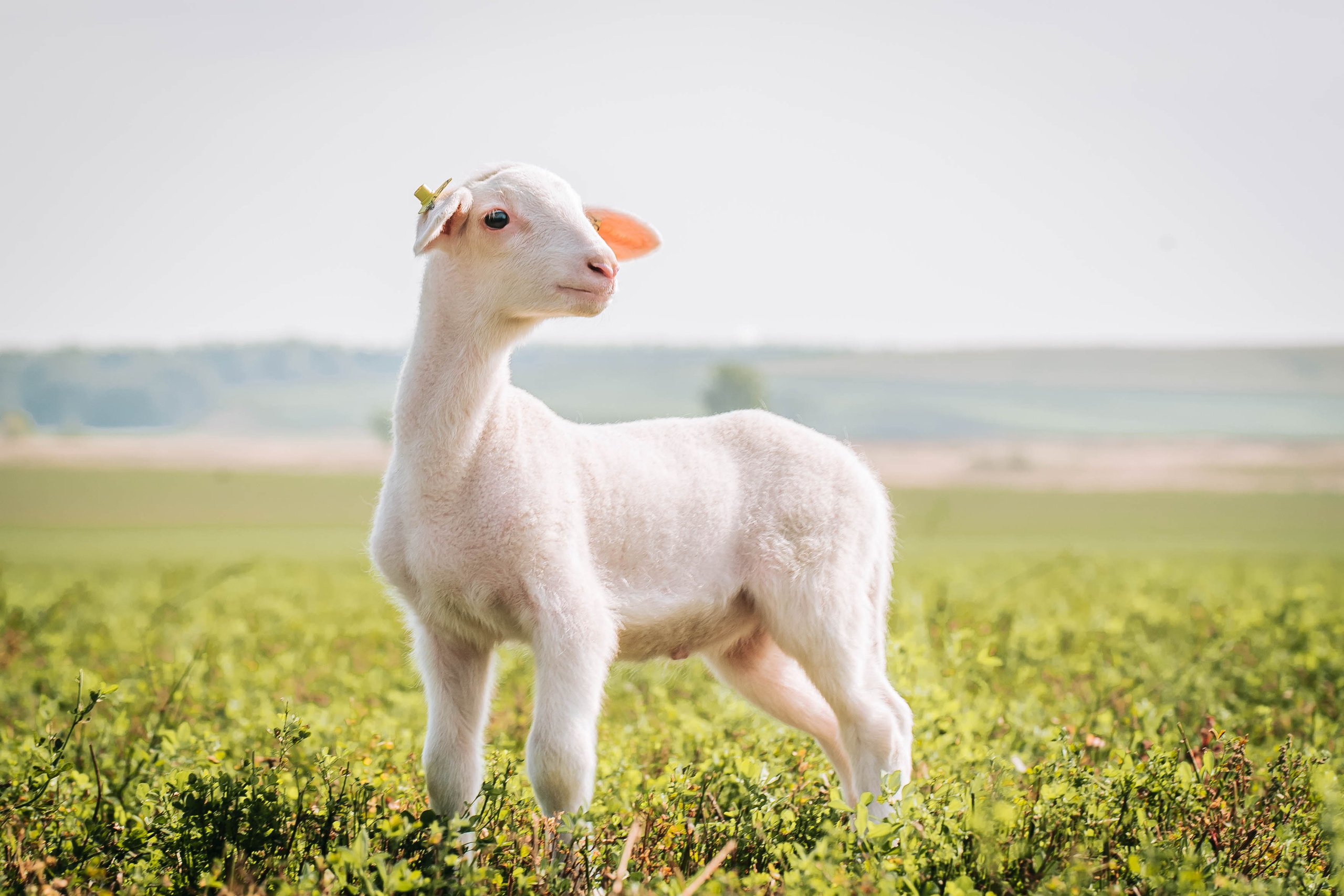 Овечья Ферма. Агрокурьер Красный Яр. Главная