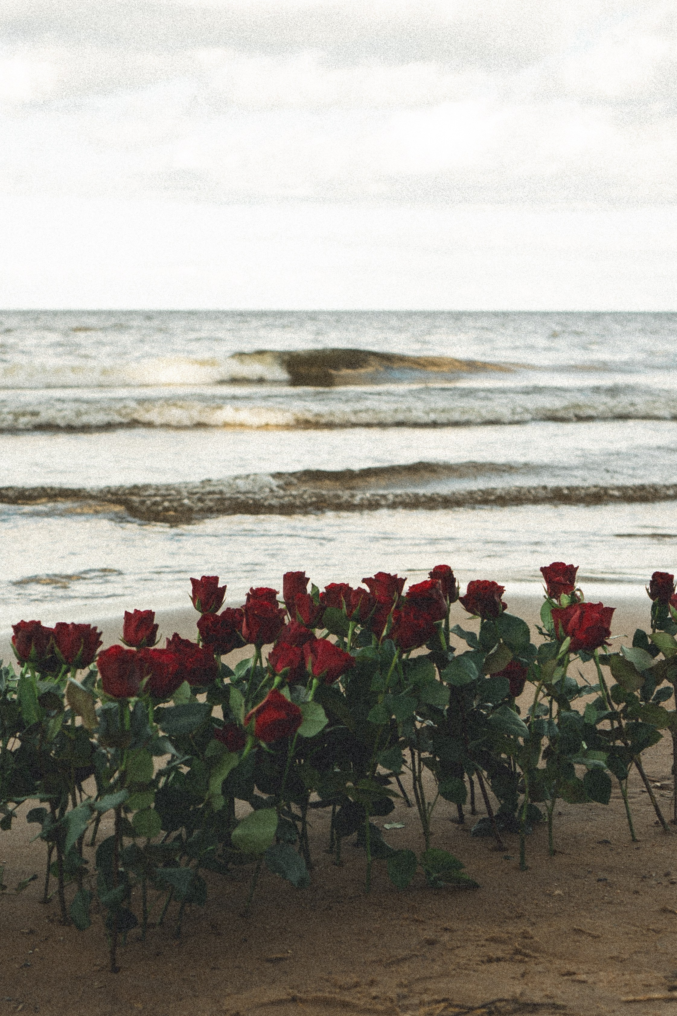 Розы. Профессиональный фотограф, Санкт-Петербург — Виктория Богомолова