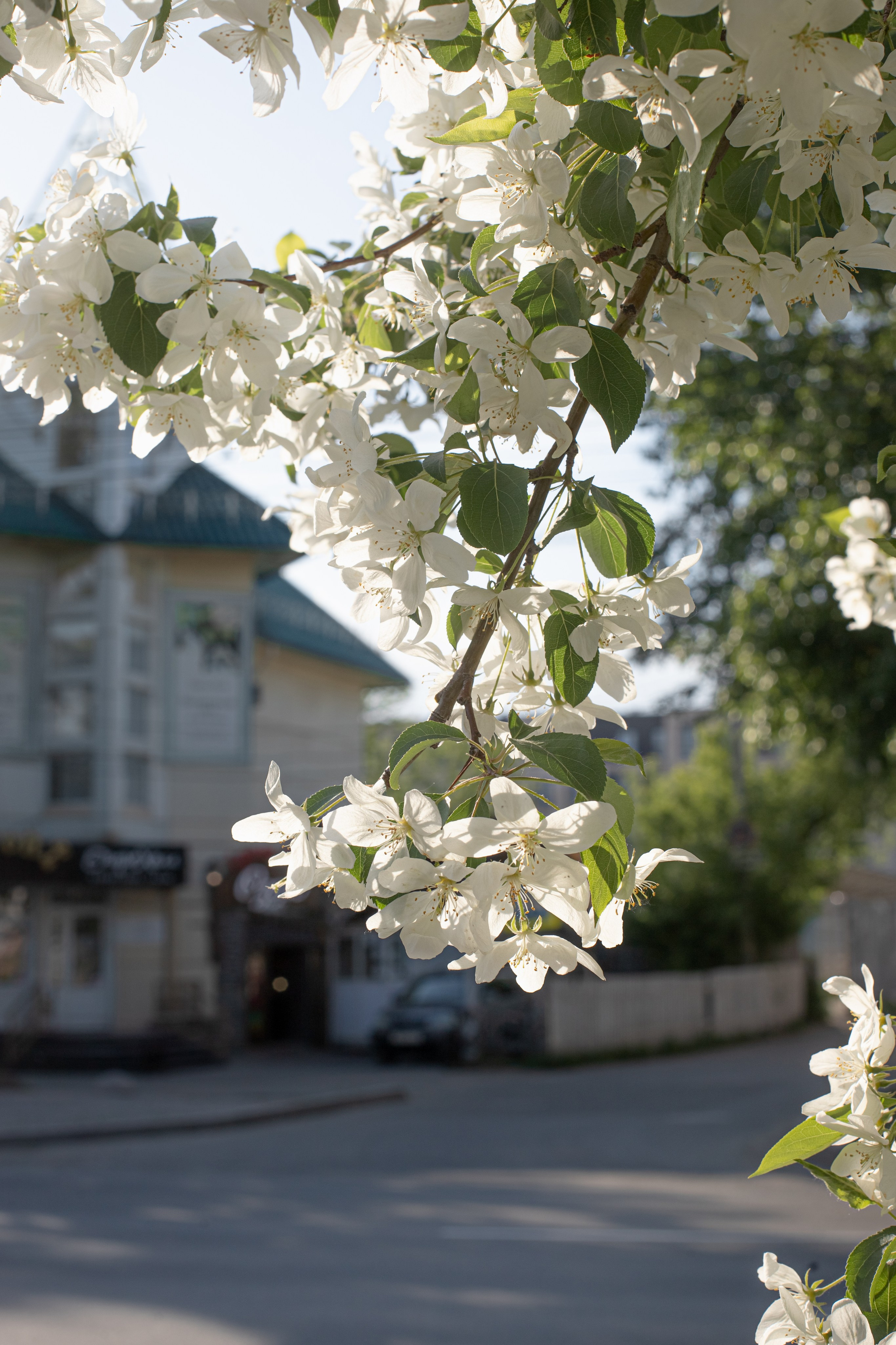 Яблоневый цвет. Фотограф в Томске Евгения Гуляева