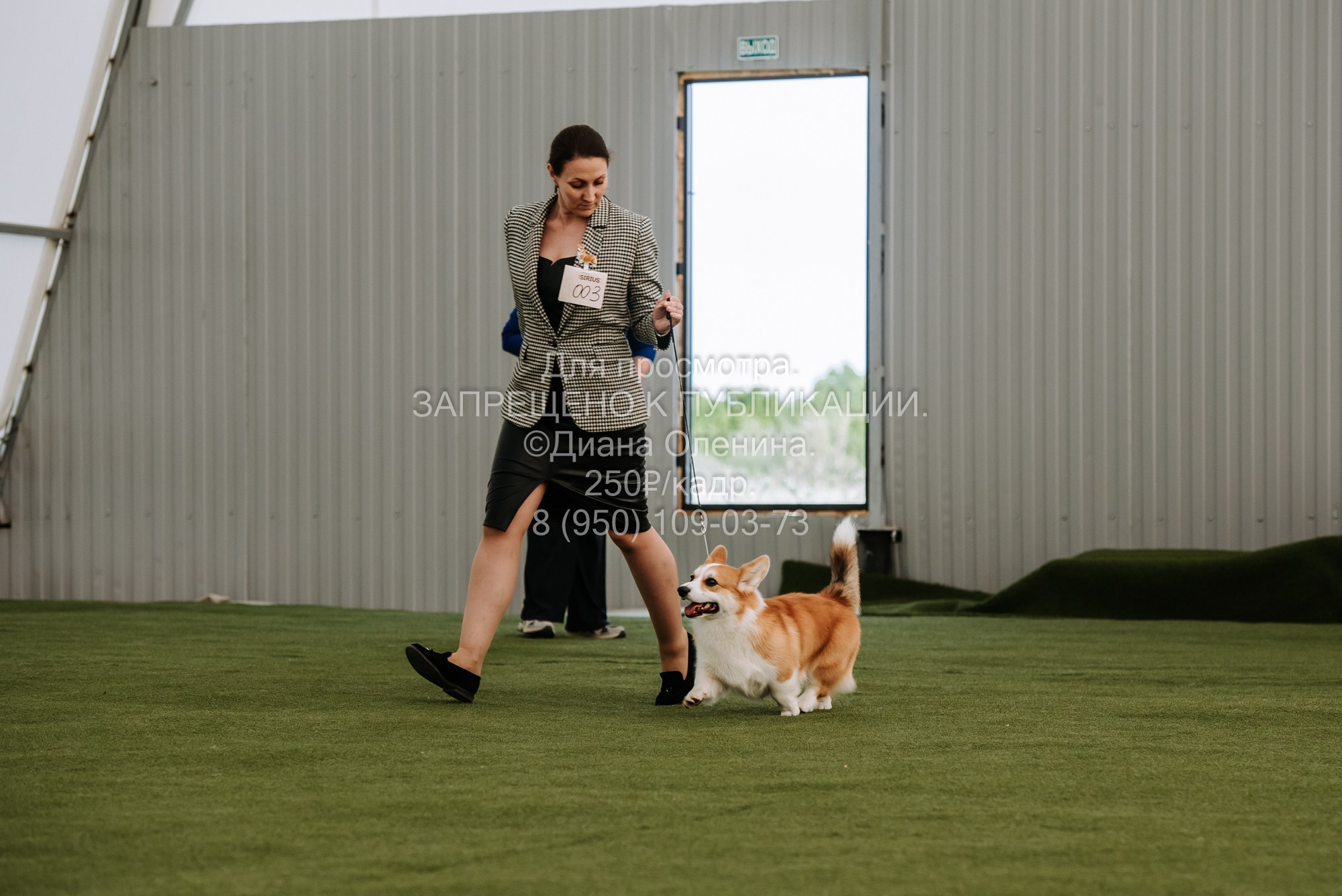 Выставка собак Красноярск 2.06. Фотограф Диана Оленина Красноярск / Братск