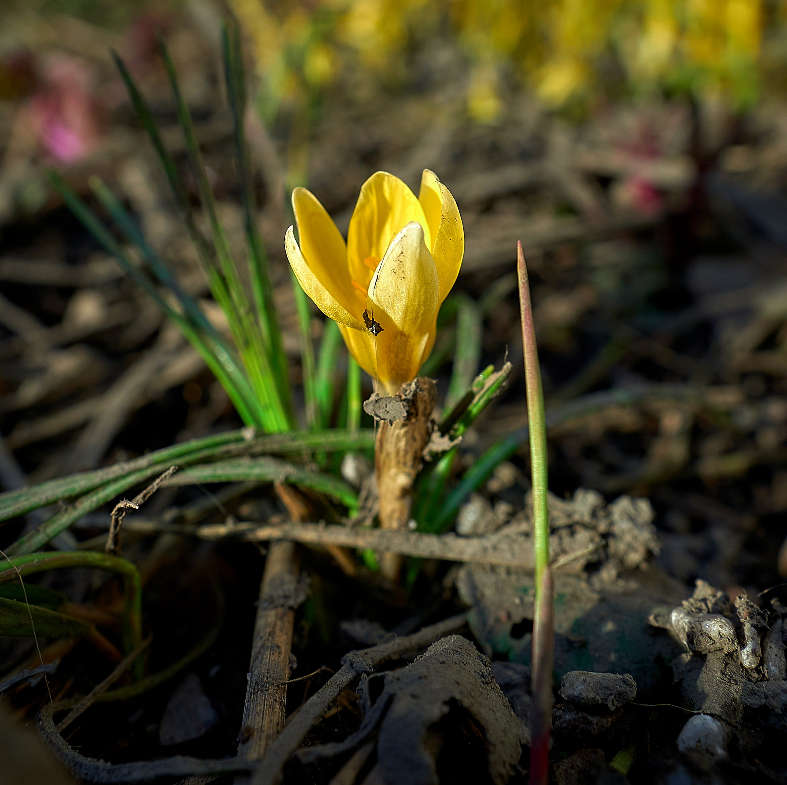 Лютики-цветочки — галерея NATRIEL