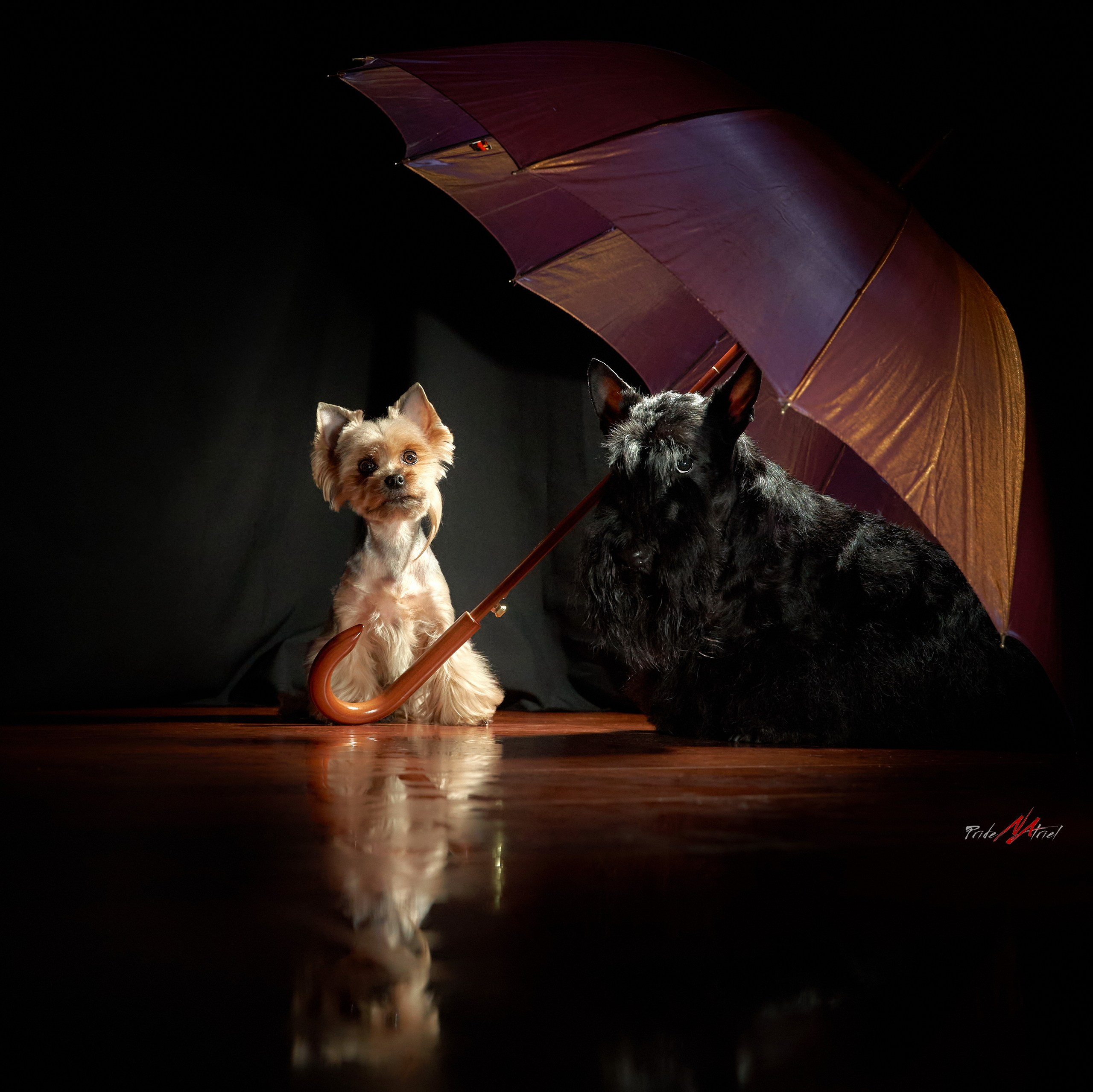 Собаки в студии — галерея NATRIEL