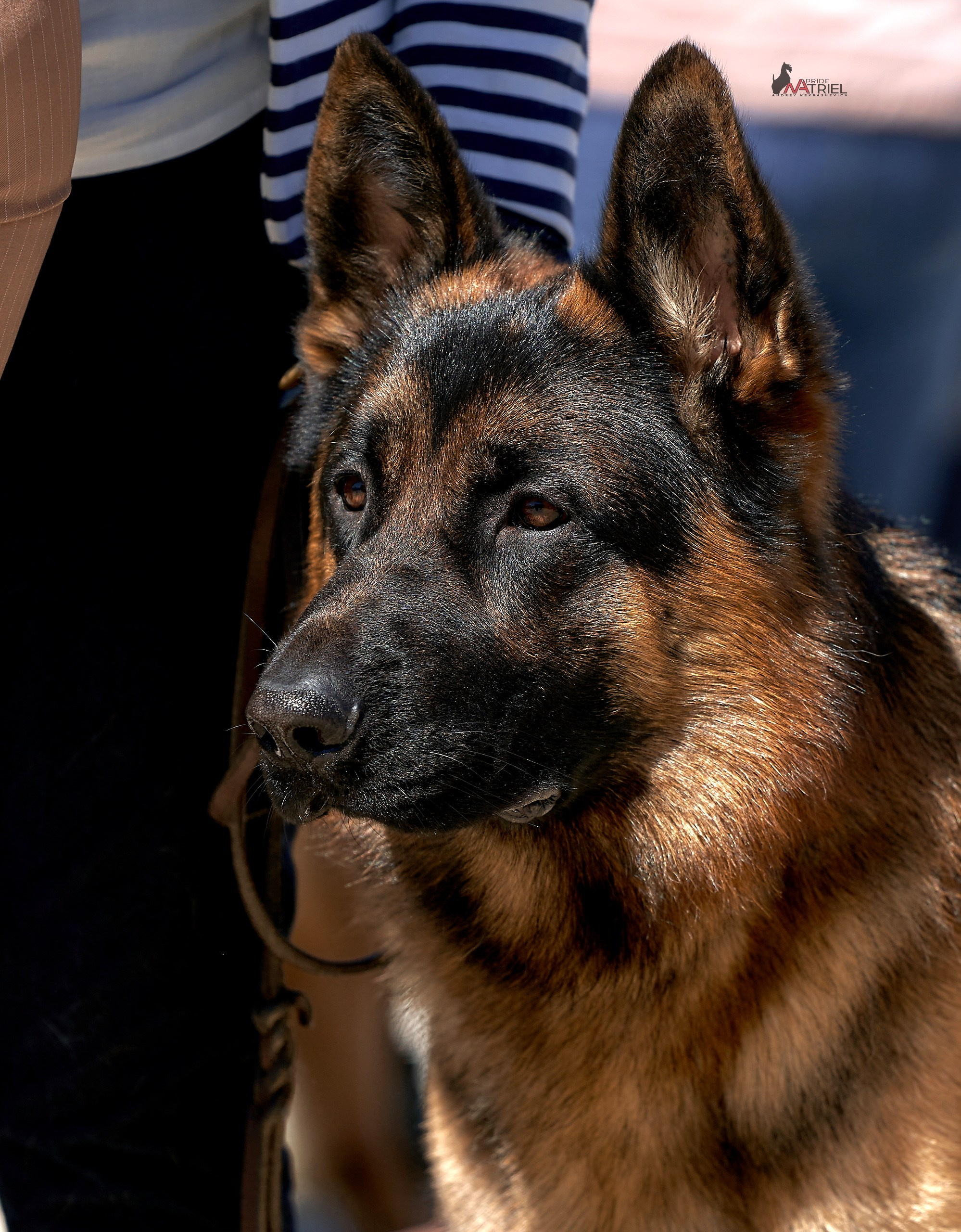 Портреты собак — галерея NATRIEL