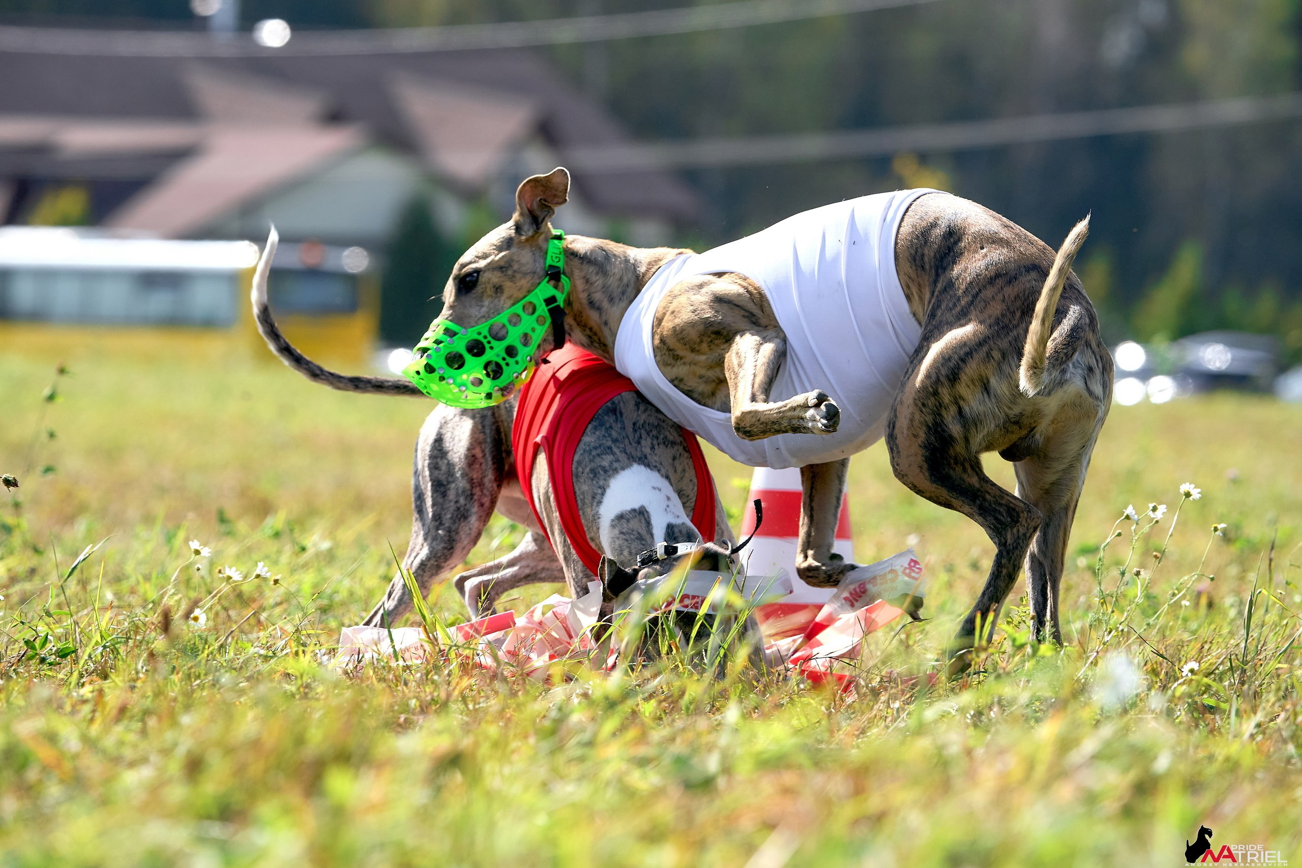Съемка курсинг — галерея NATRIEL