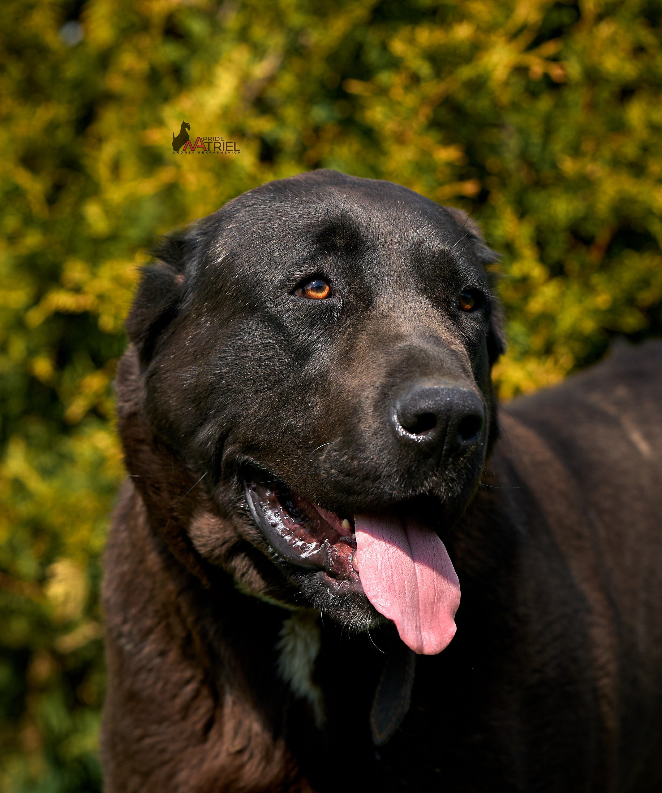 Среднеазиаты — щенки и взрослые