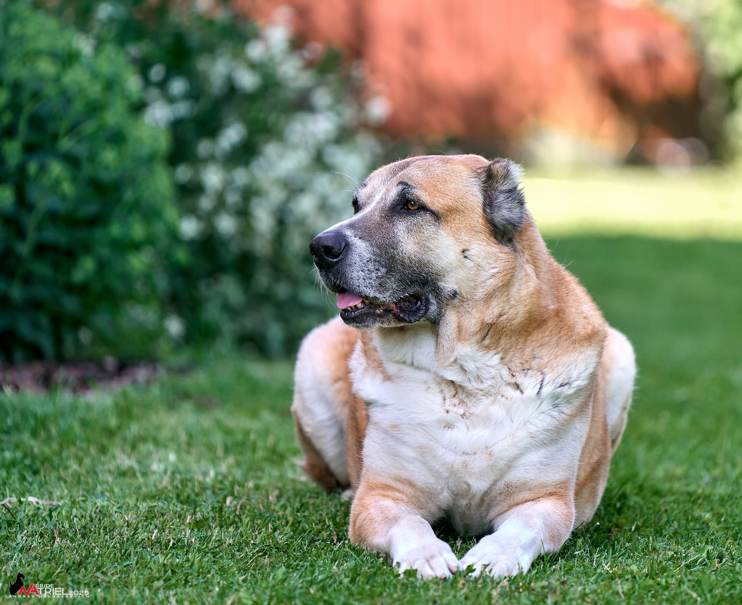 Алабаи и скотч-терьеры в питомнике у Ольги