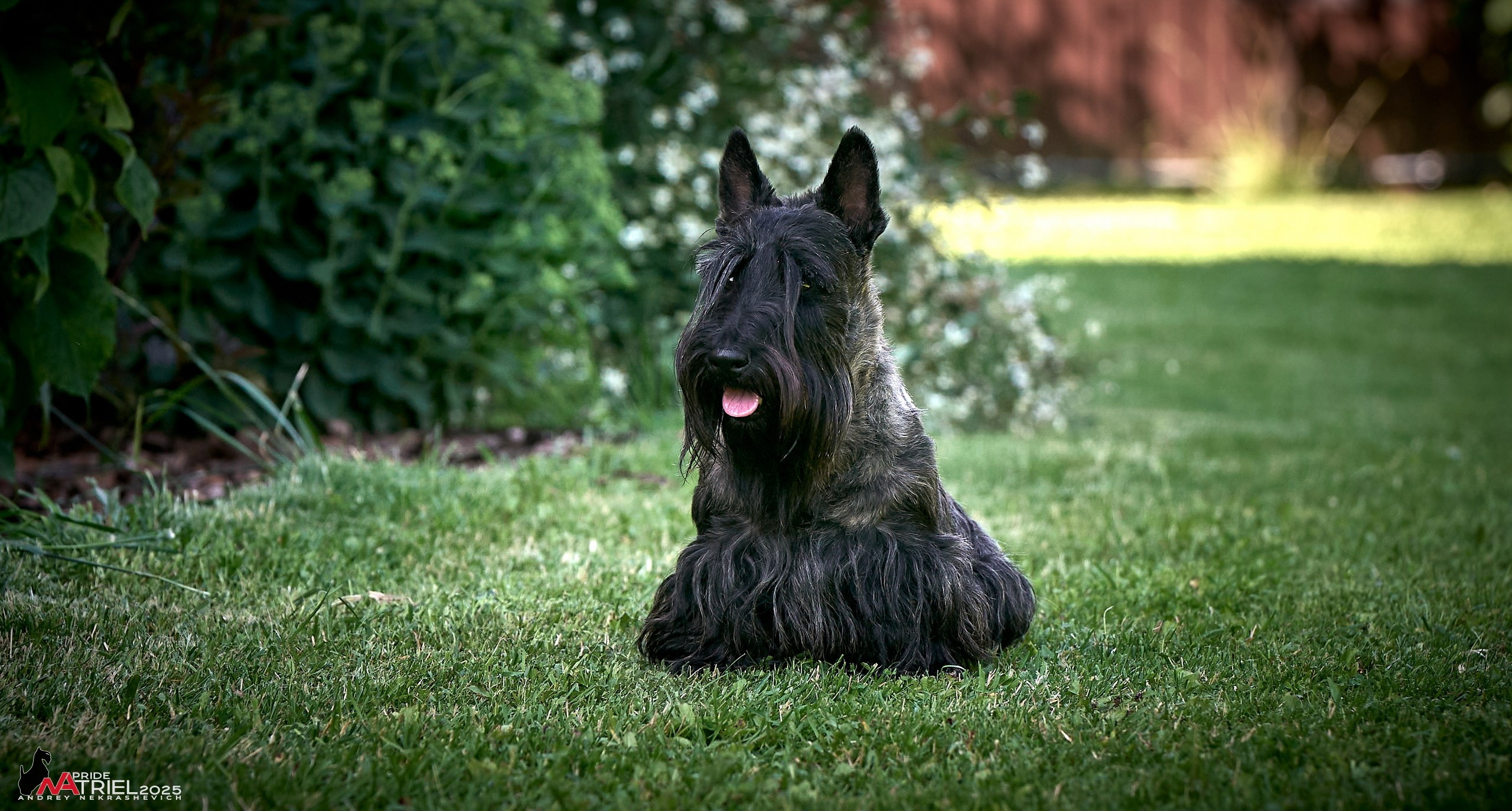Алабаи и скотч-терьеры в питомнике у Ольги