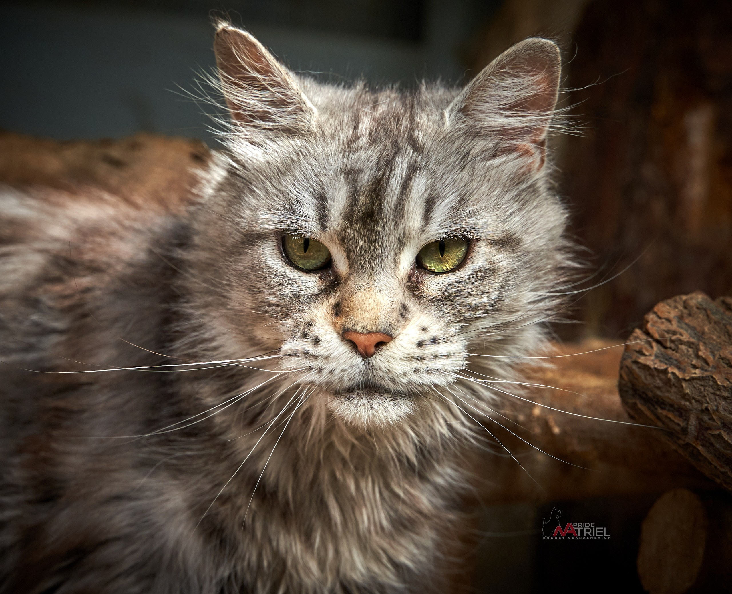 Домашние кошки — галерея NATRIEL