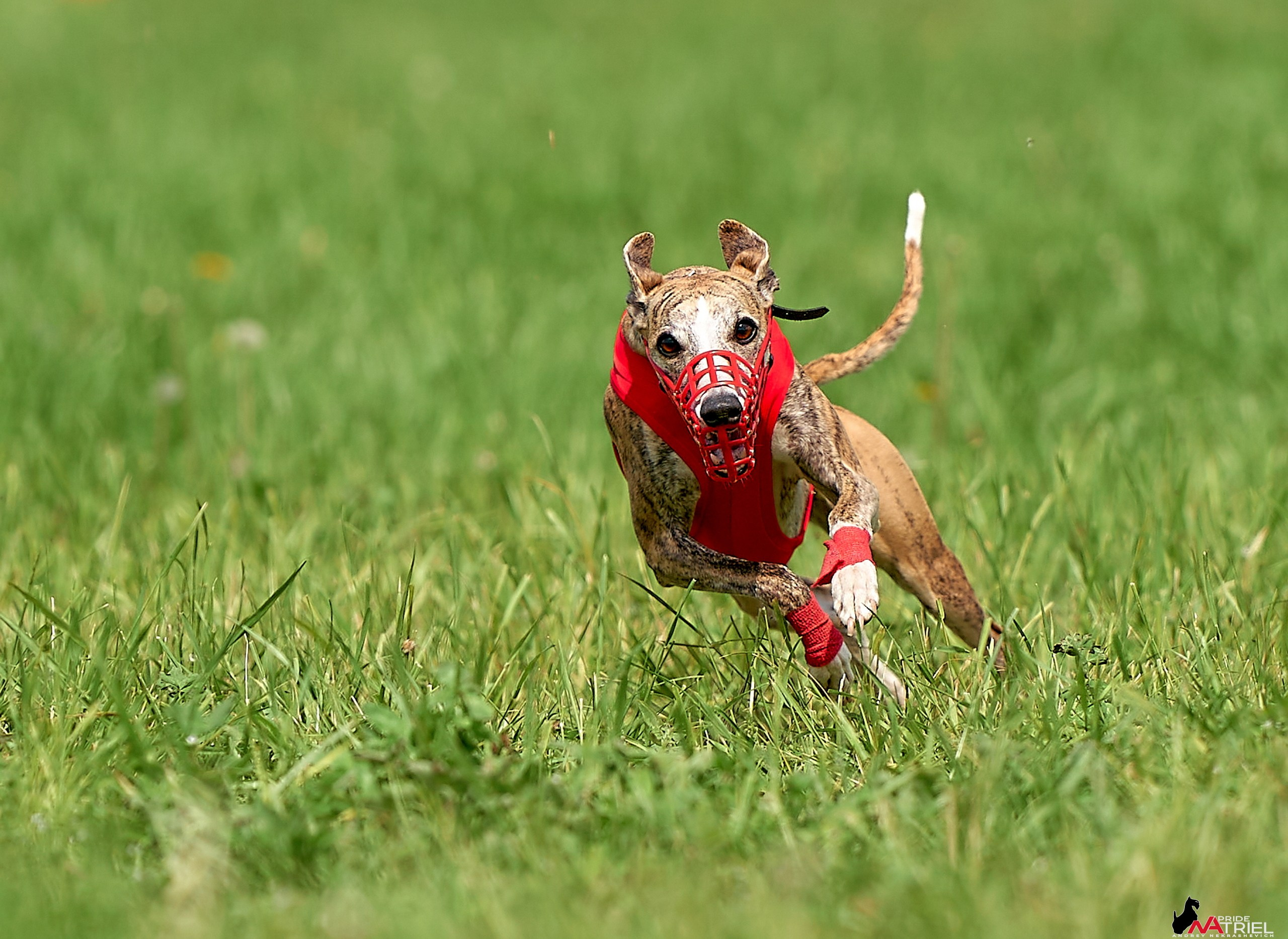 Съемка курсинг — галерея NATRIEL