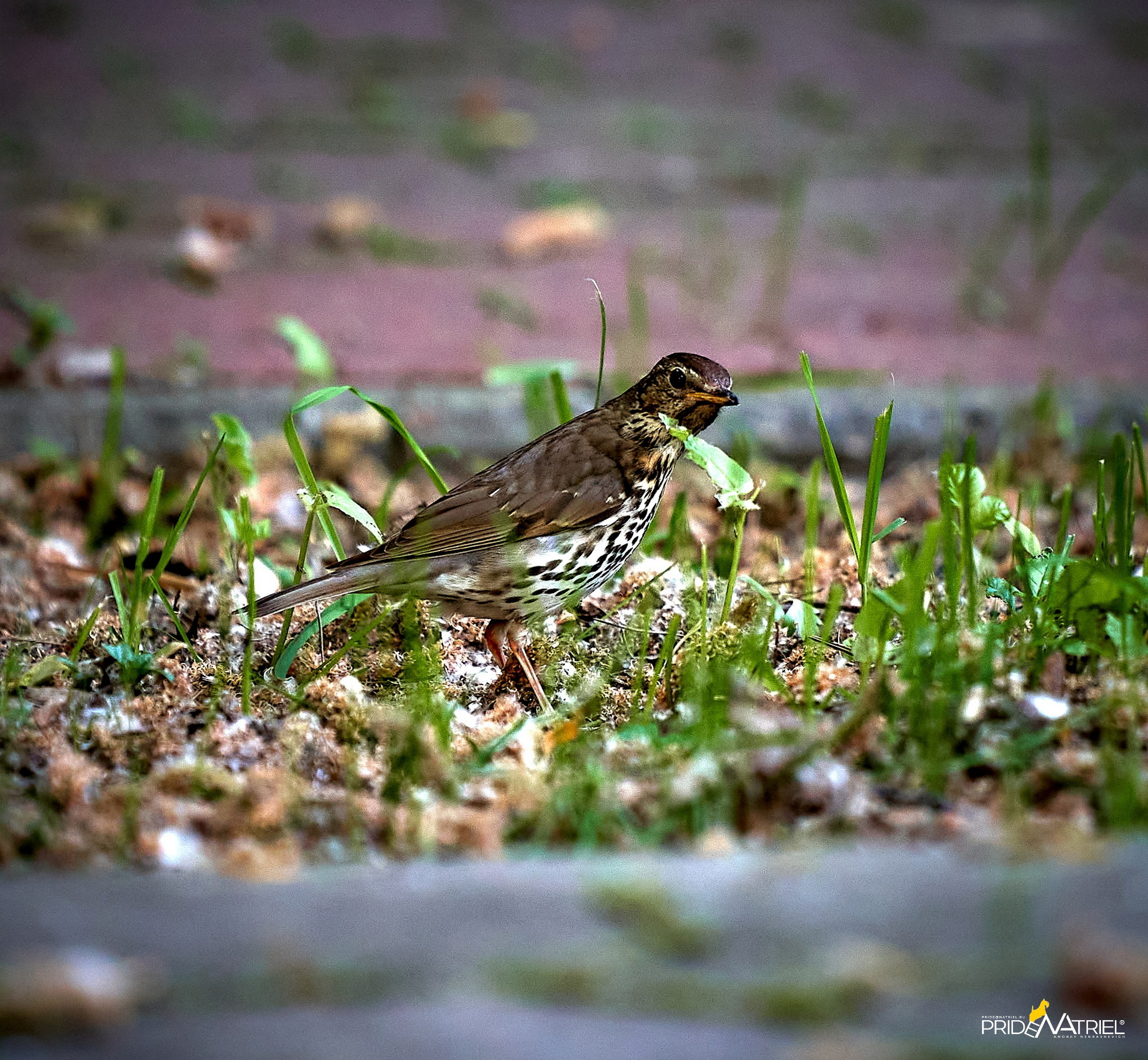 Фото птиц — галерея NATRIEL