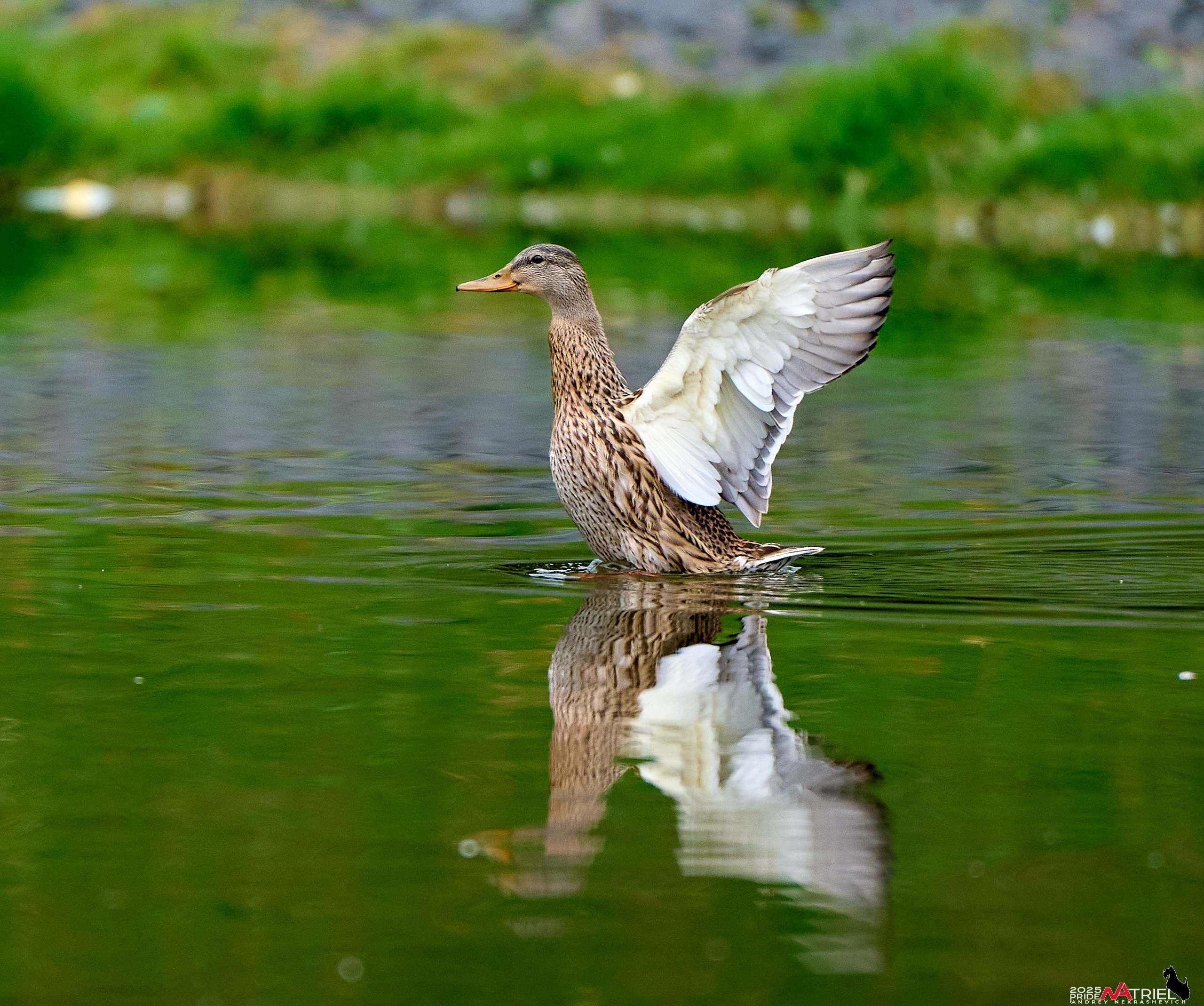Утки на пруду