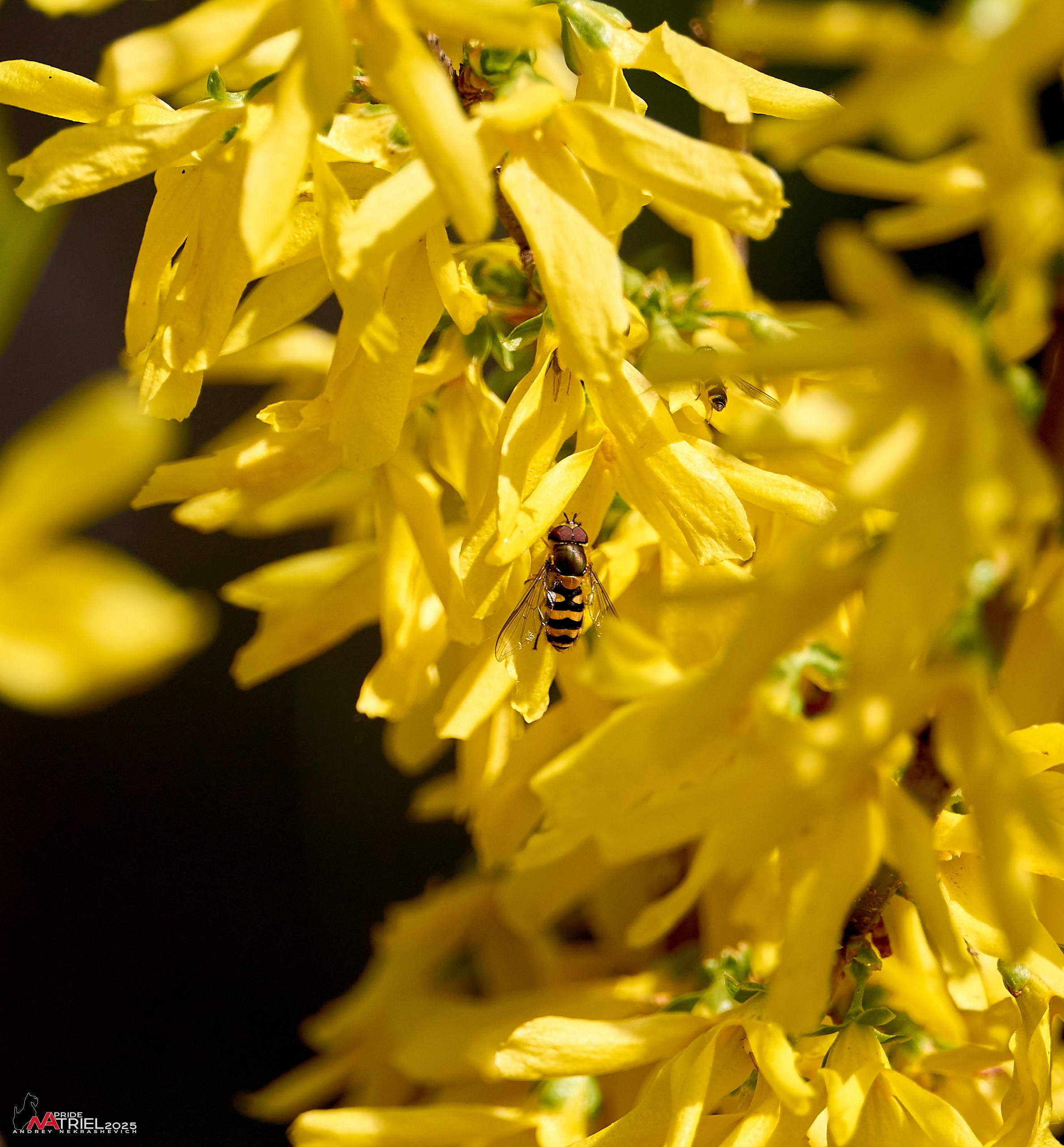 Съемка в майском лесу