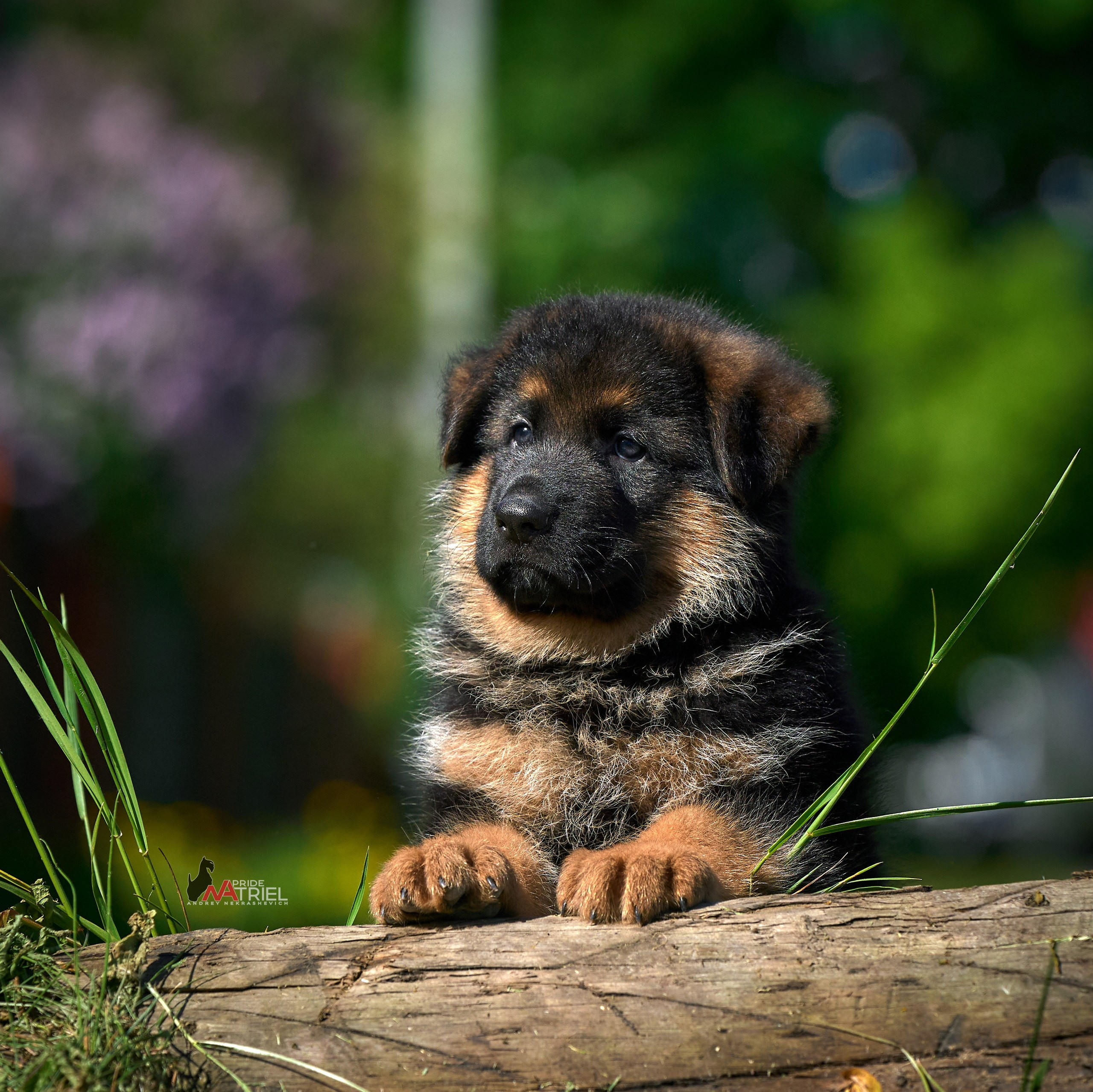 Щенки на прогулке — галерея NATRIEL