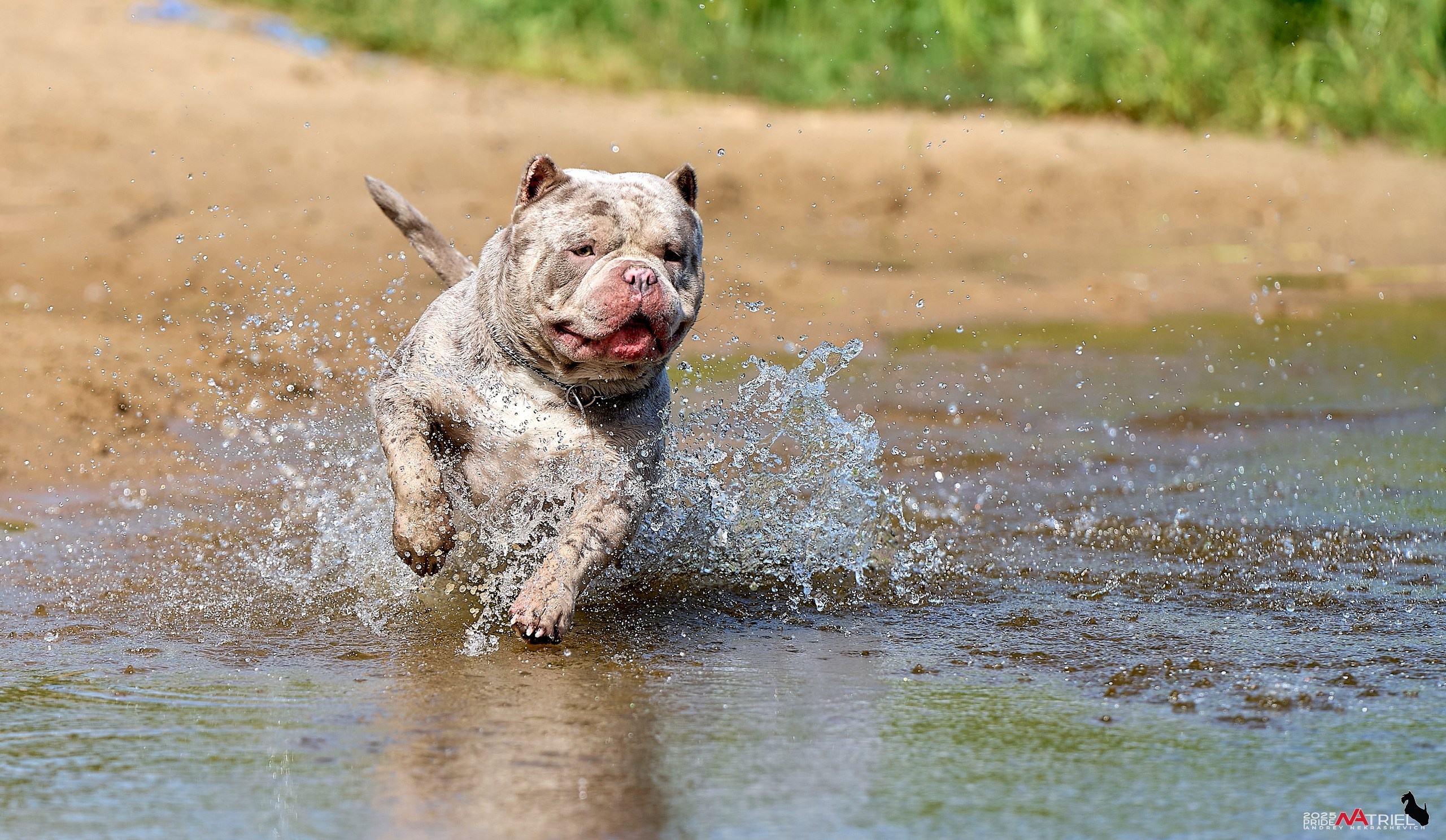 Съемка собак породы булли на природе