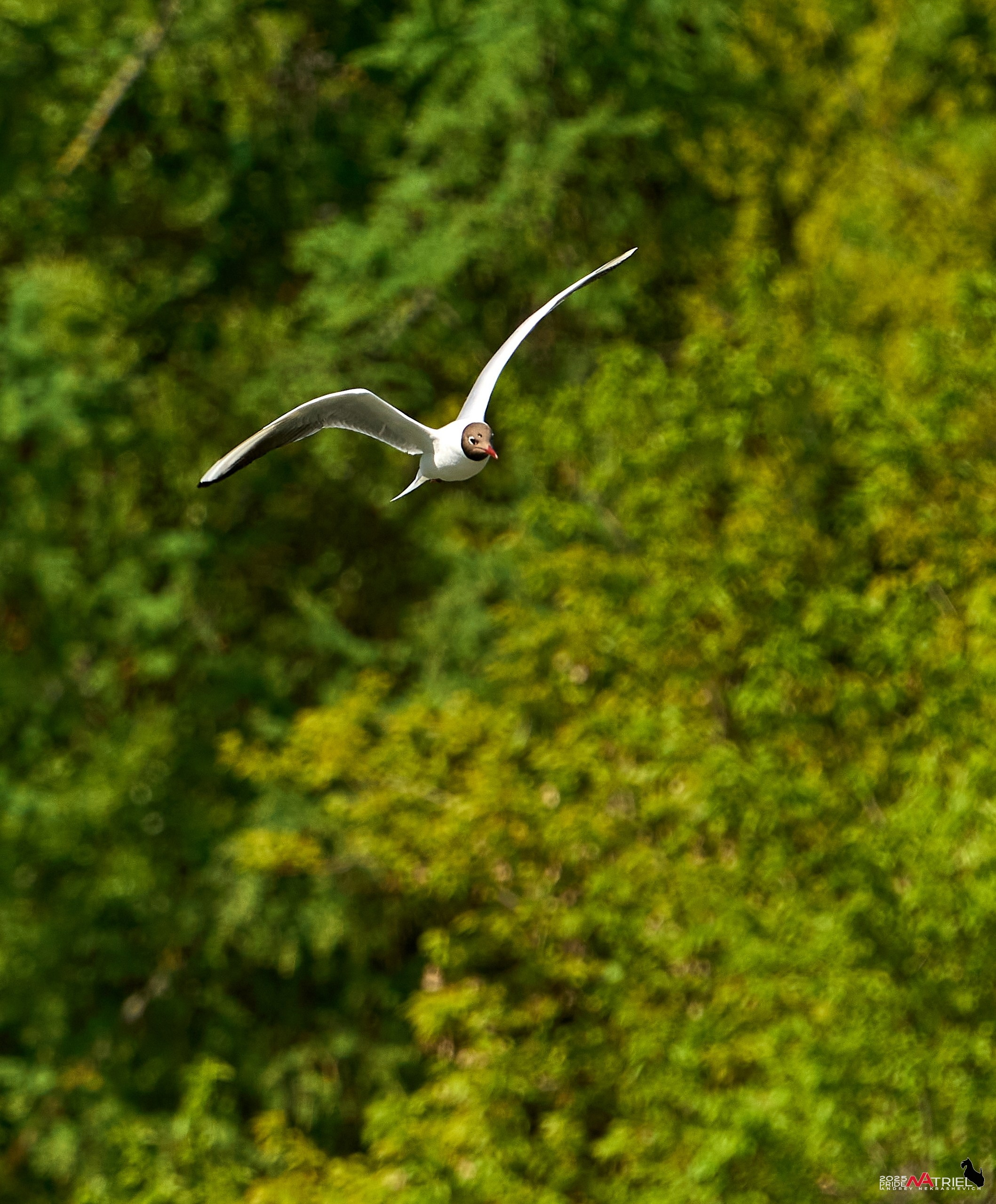 Птички и цветочки