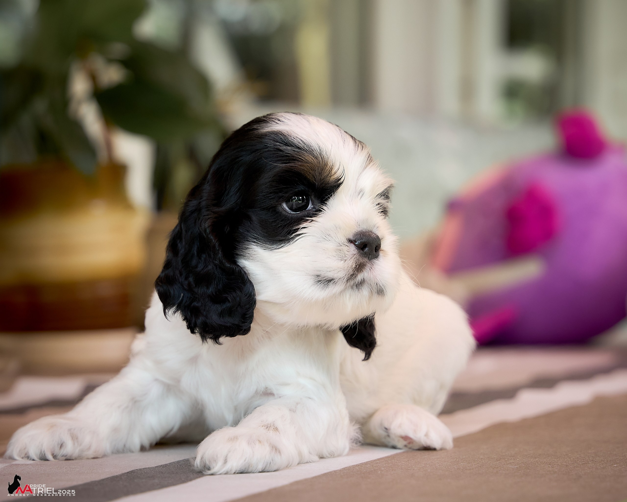 Щенки АмКокеров