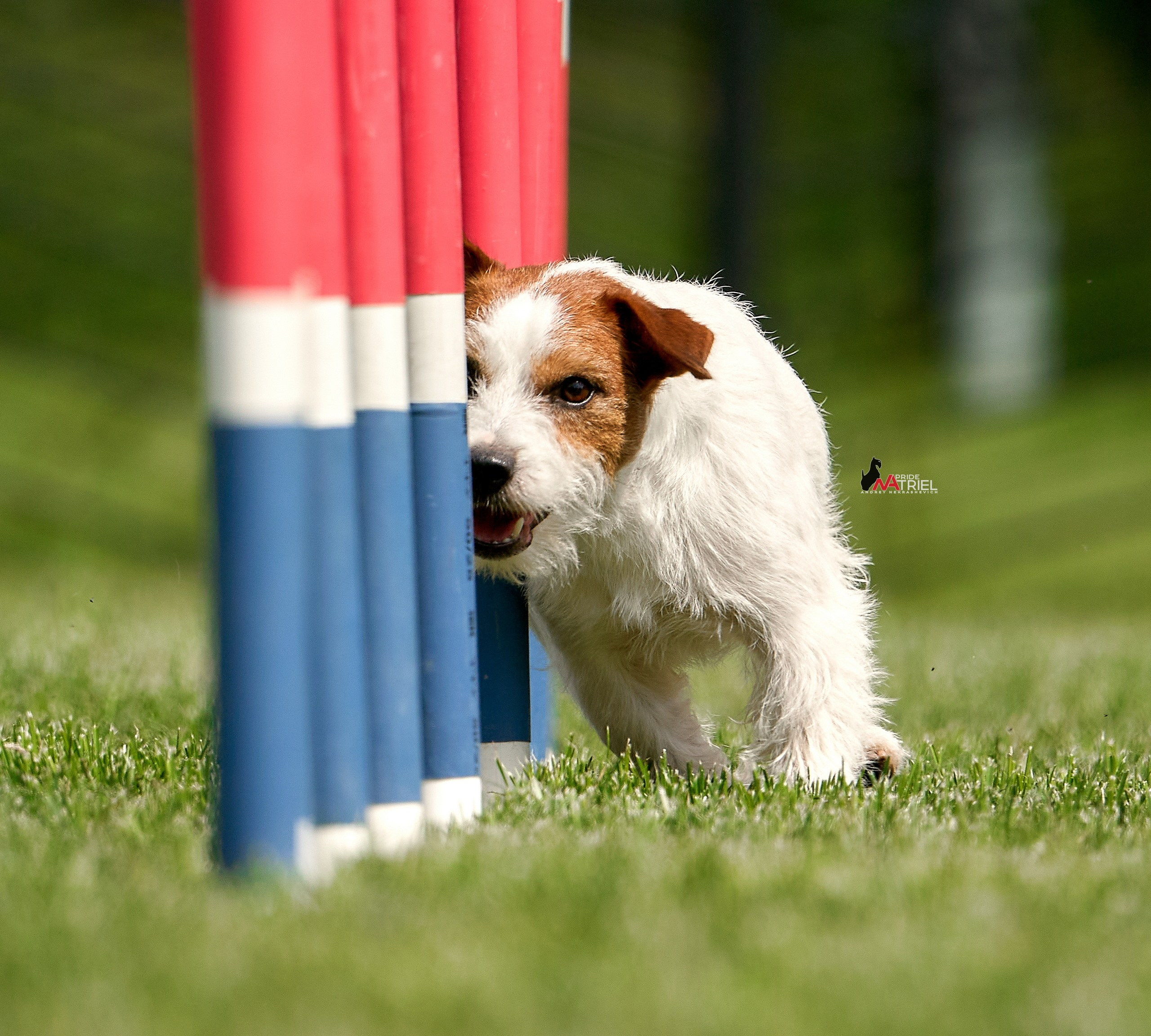 Аджилити — галерея NATRIEL