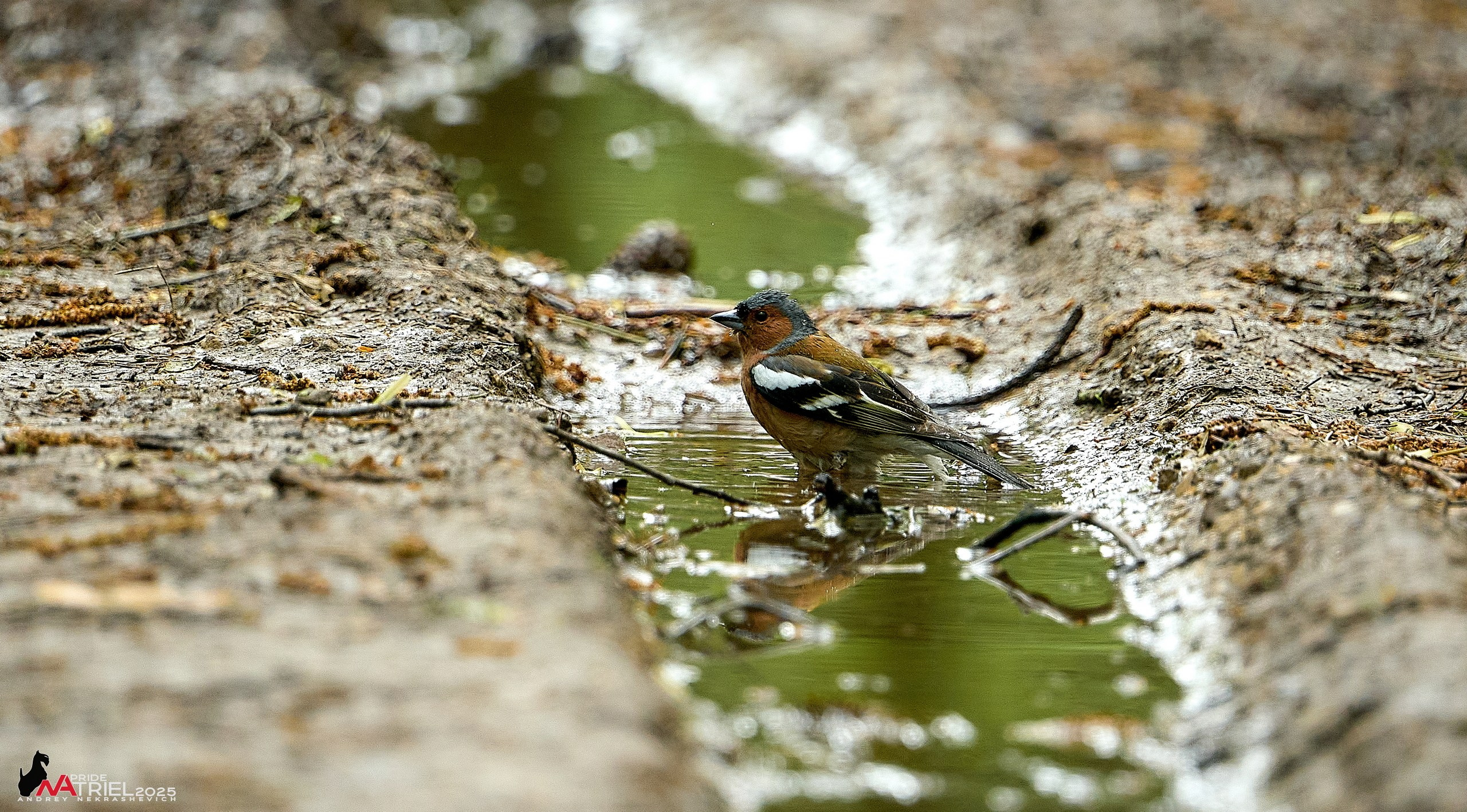 Съемка в майском лесу